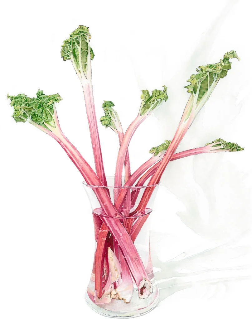 Rhubarbrhubarb