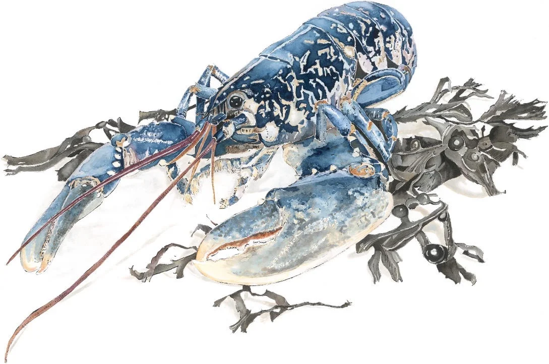 Native Lobster - Giclee print of an original blotted line and watercolour painting