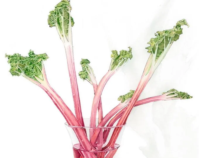 Rhubarbrhubarb - Giclee Print of an Original Watercolour & Blotted Line painting