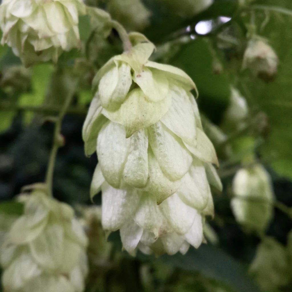 Hops and Harvest Weekend at Scotney Castle, Kent - 7 & 8 September 2019 10am-4pm
