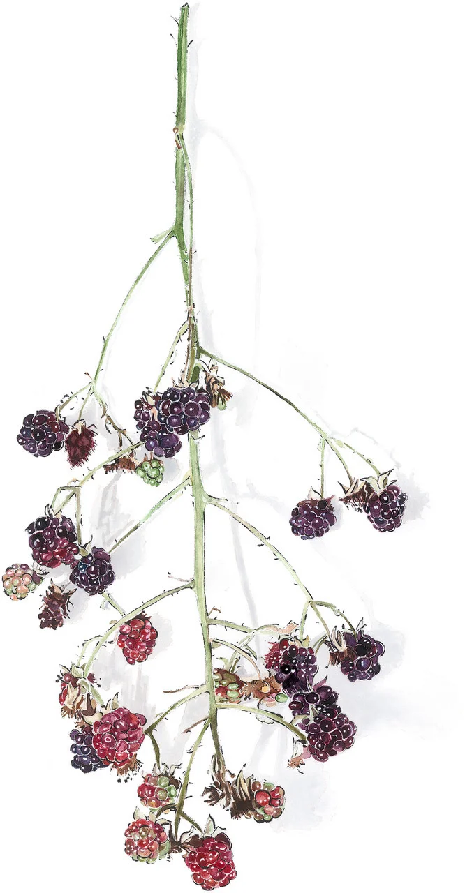 Blackberries - Blotted Line and Watercolour Painting by Lucy Clayton