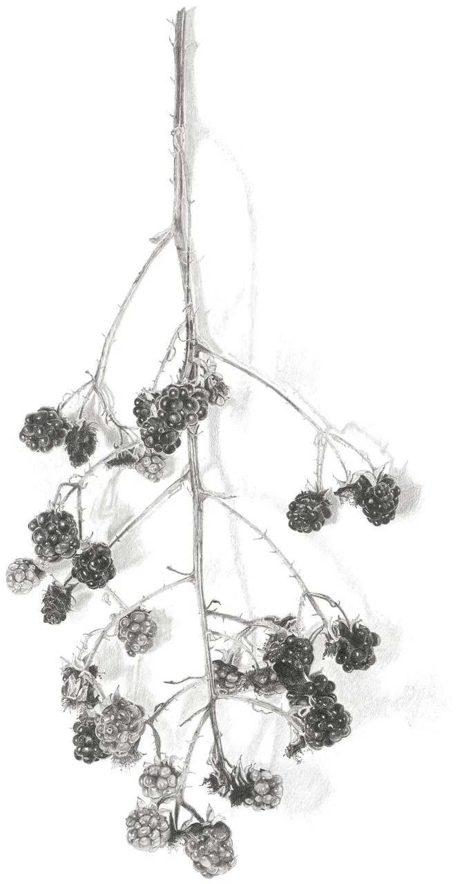 Bramble - Pencil Drawing by Lucy Clayton