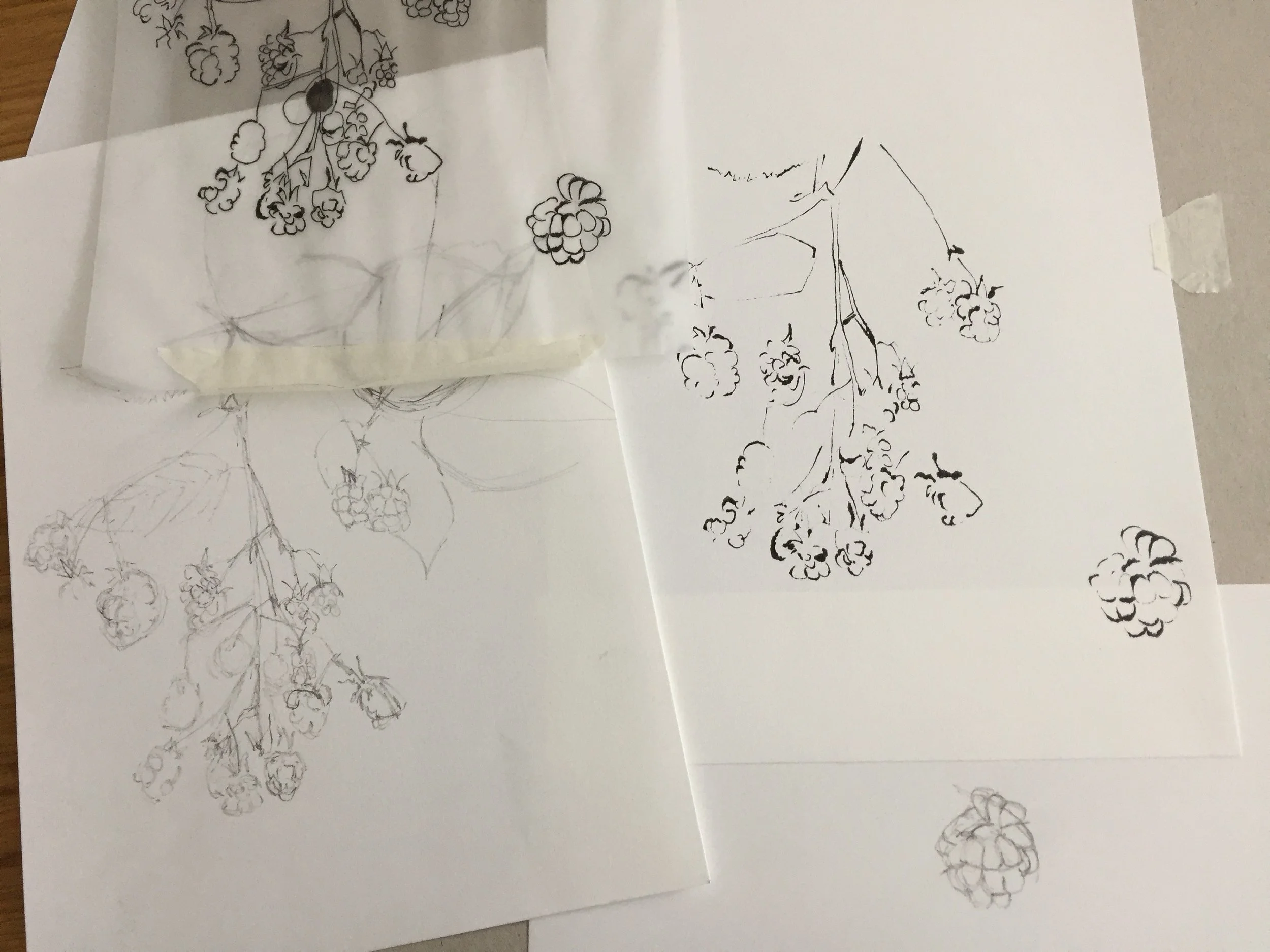 Experimenting with the blotted line technique and quick sketches of blackberries.