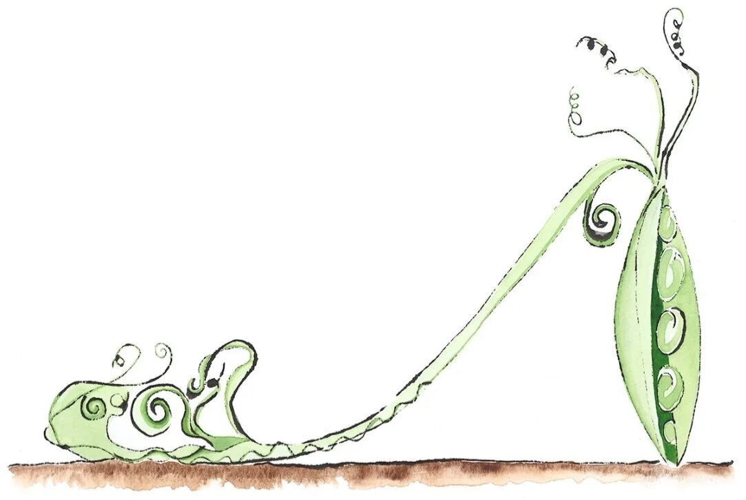 Pea Shoe