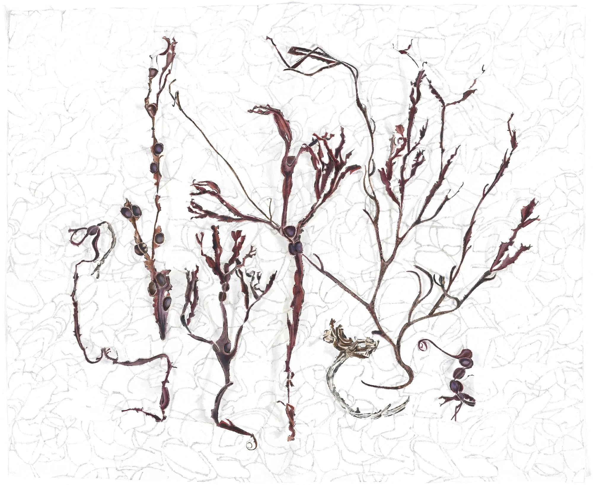 Seaweed with Pebbles