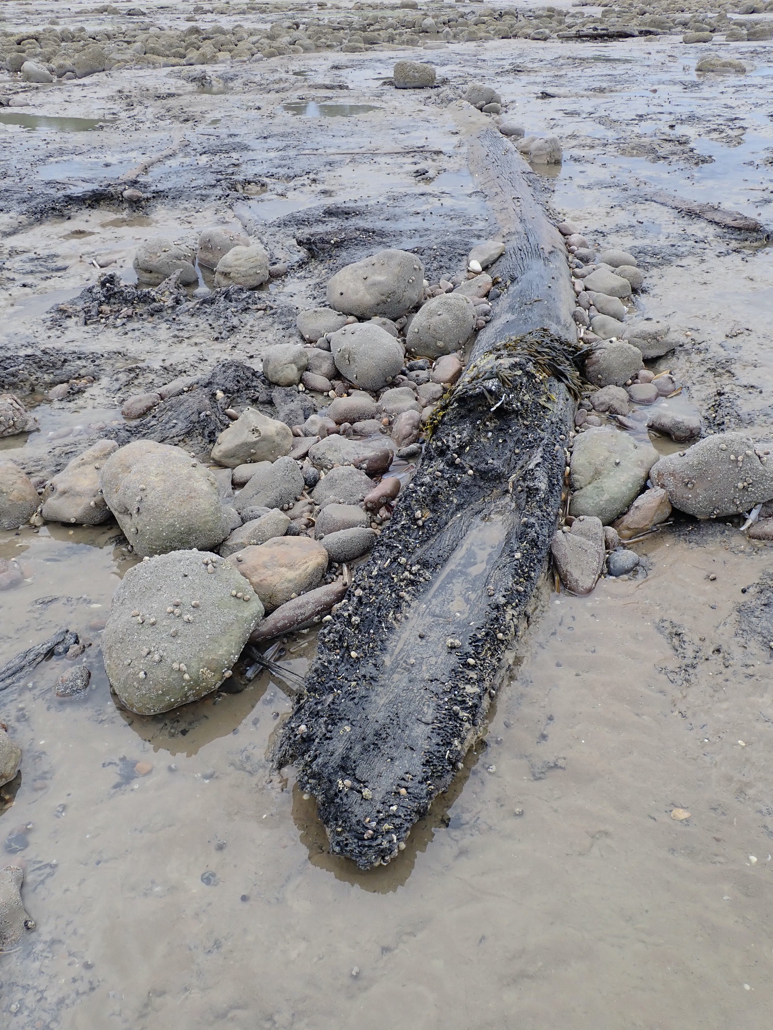 Pett Level fossilised forest