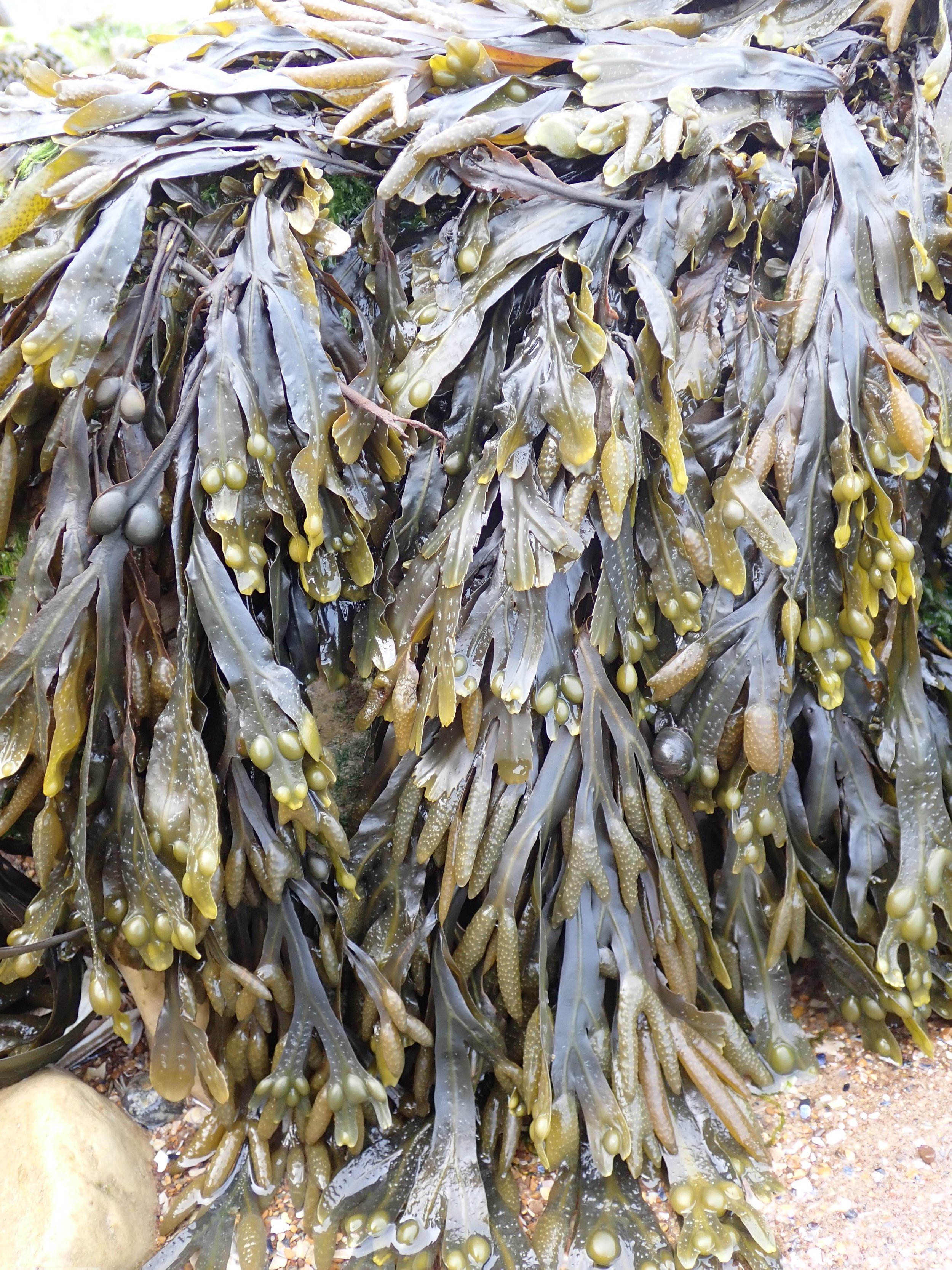 bladder wrack at Pett Level beach