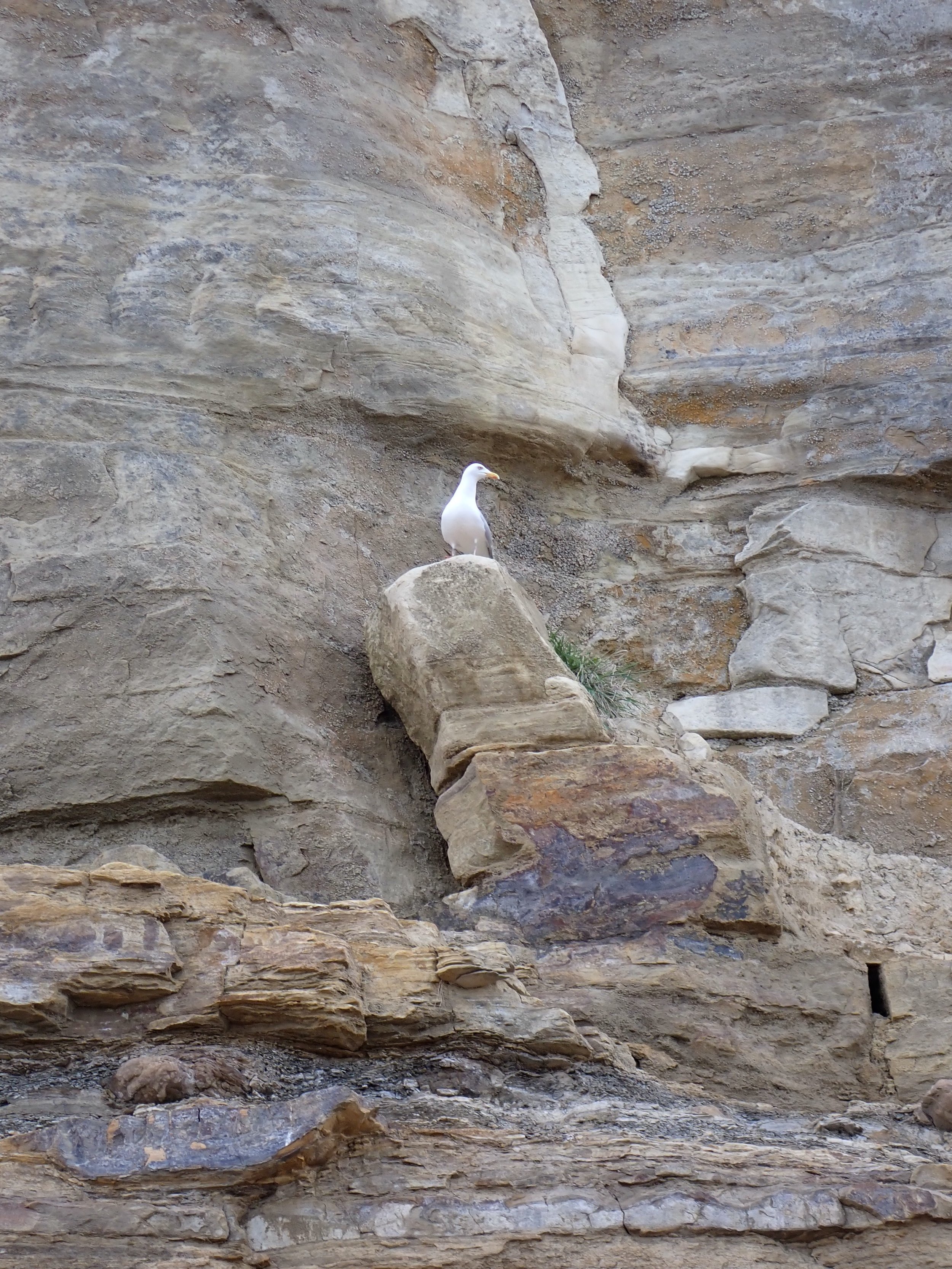 Sea Bird at Pett Level Cliff