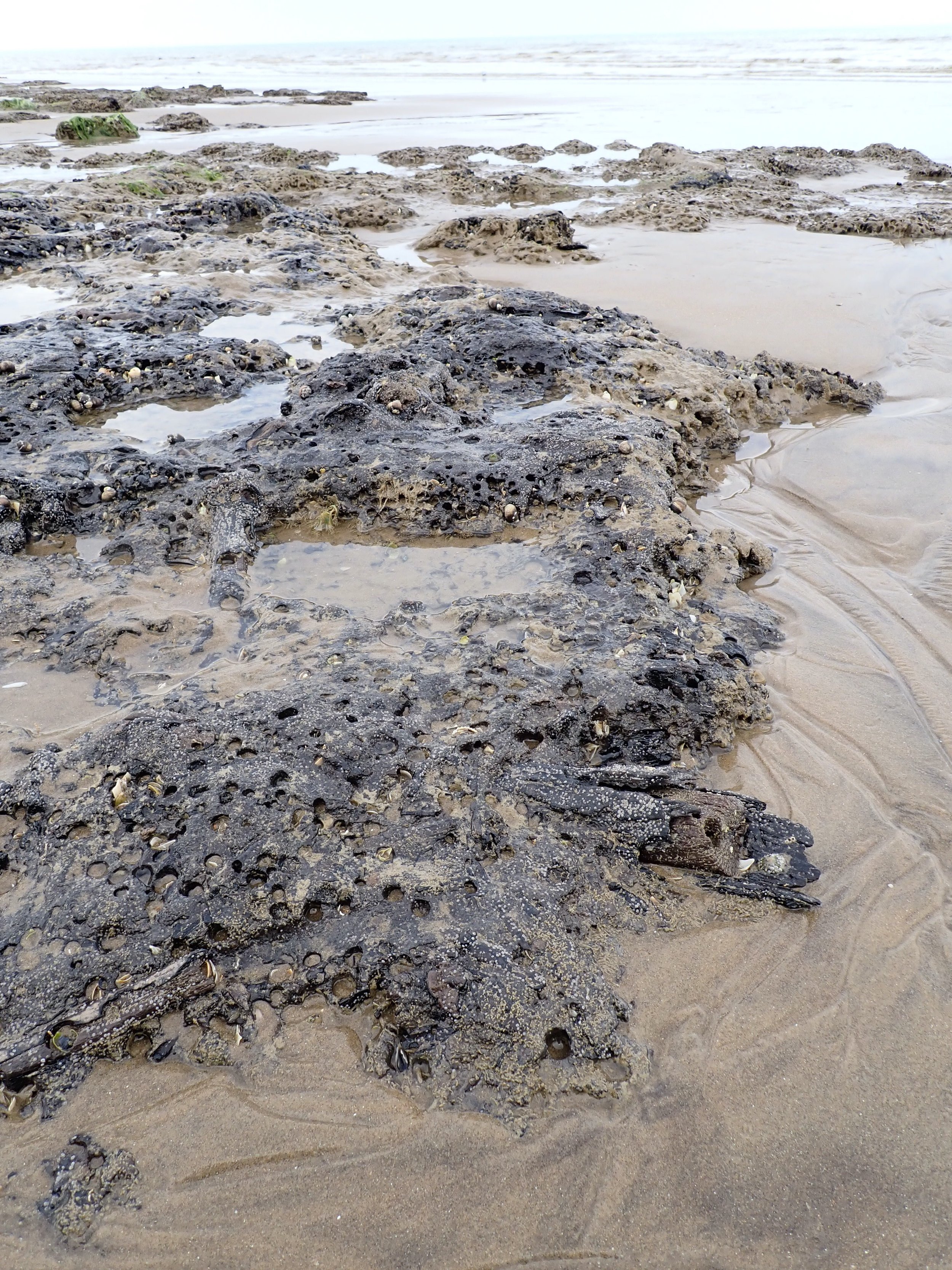 sunken fossilised forest at Pett Level Beach