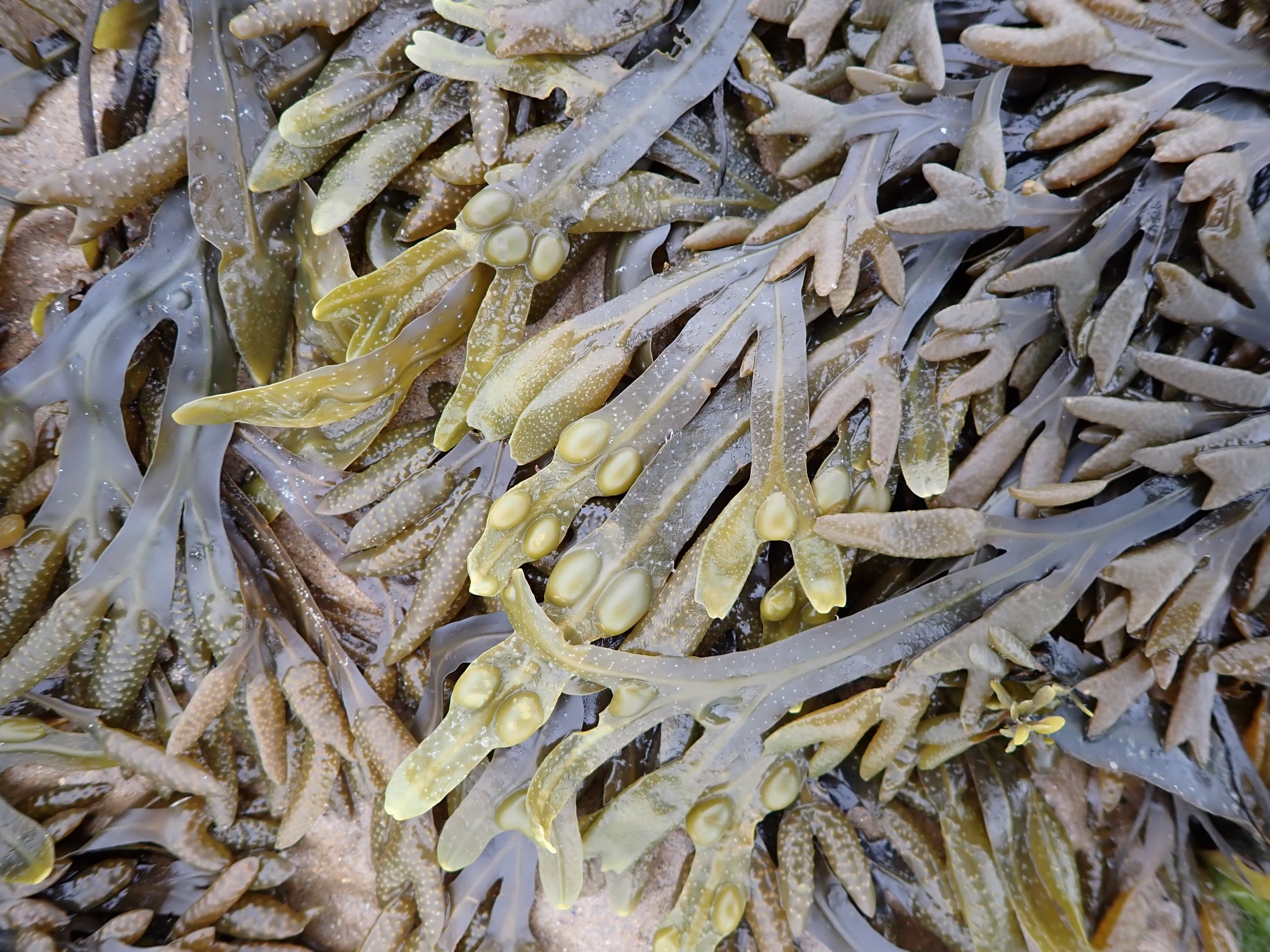 Bladder wrack seaweed at Pet Level