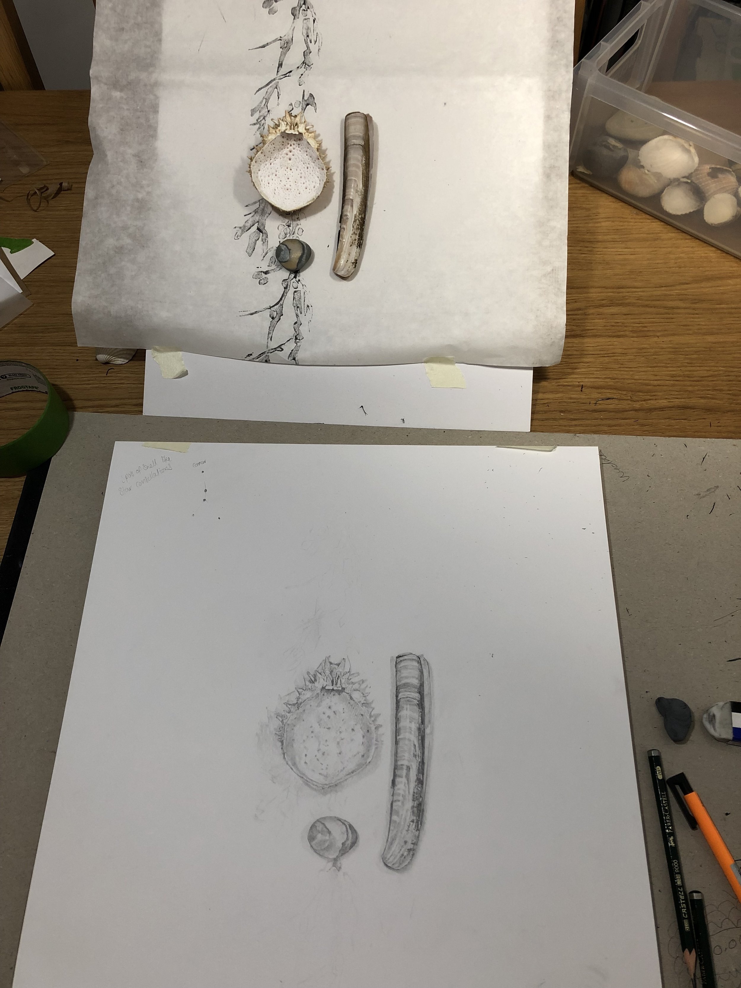 drawing still life of shells