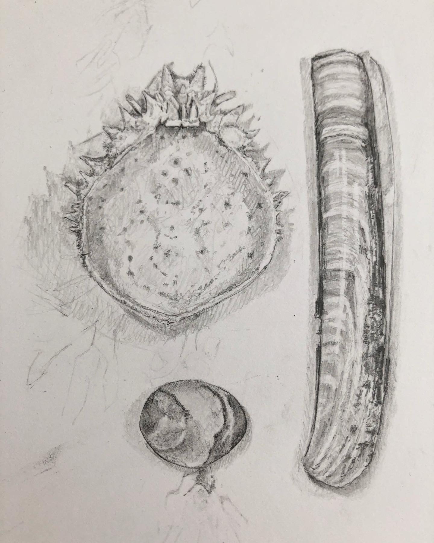 preparatory drawing for still life with shells