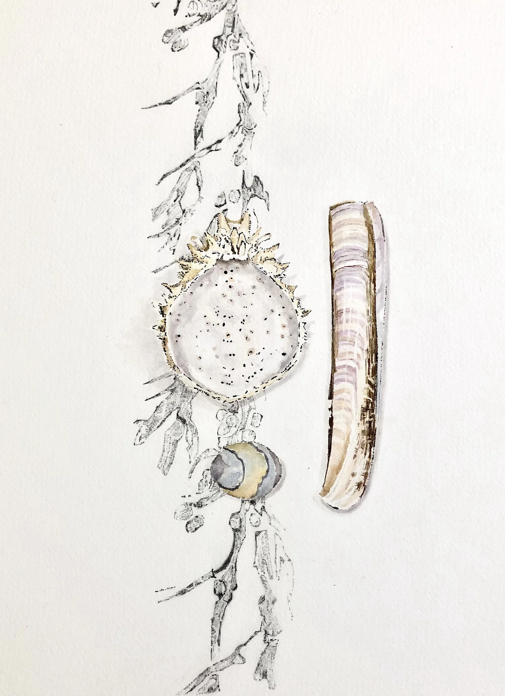 Strand Line Shells