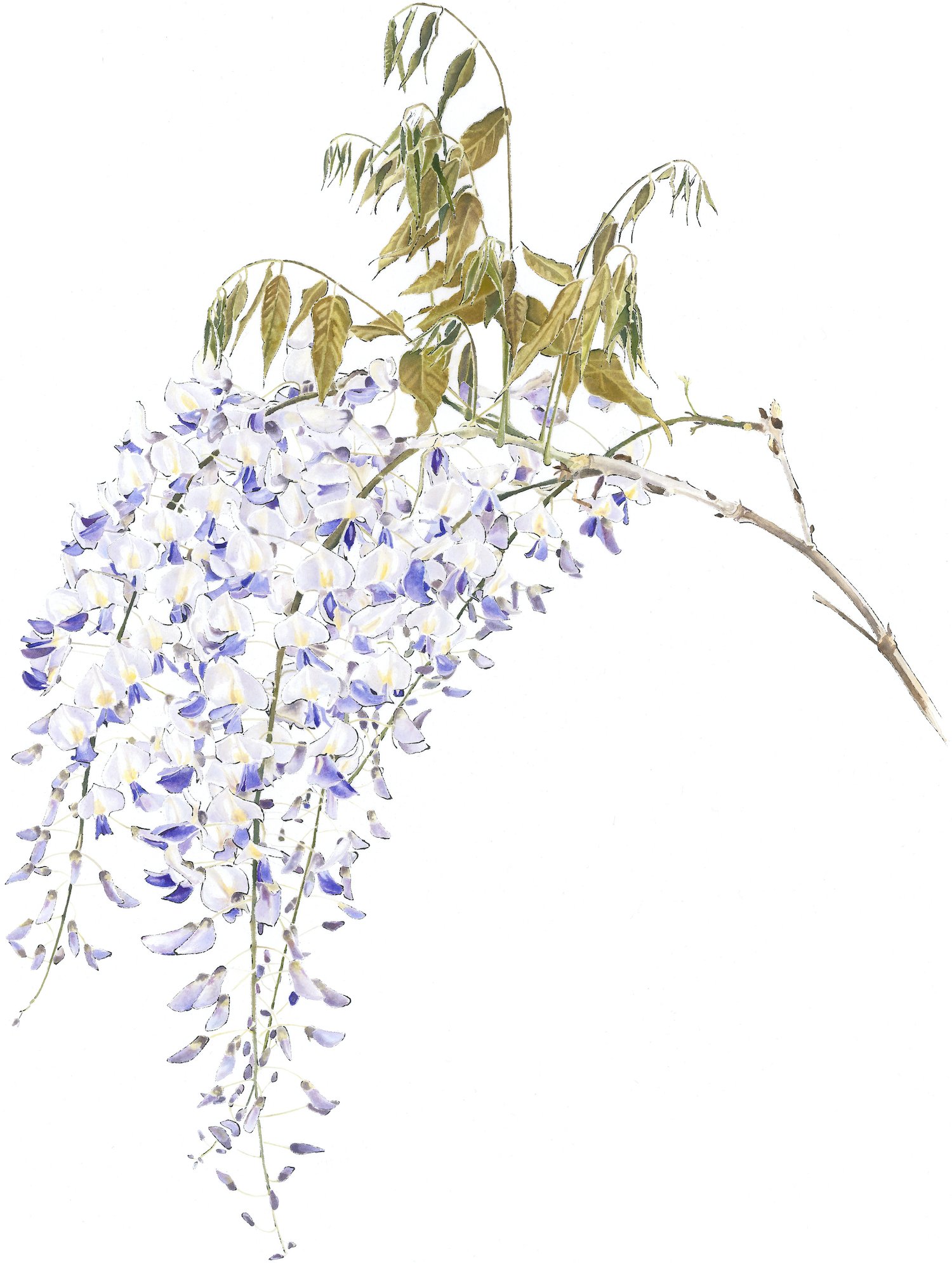 Wisteria by Lucy Clayton