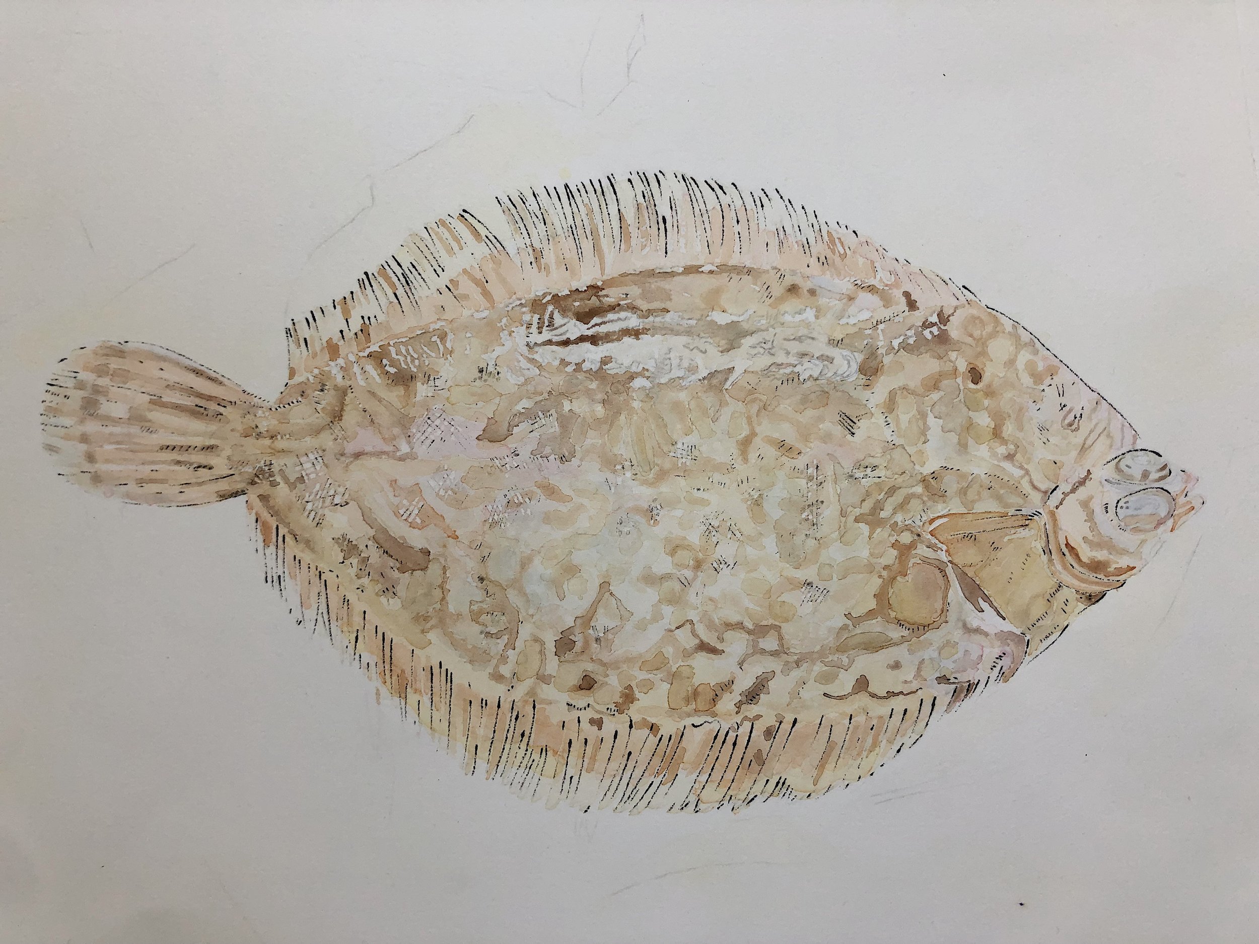 2-Lemon-Sole-Painting-Gone-Wrong-Lucy-Clayton-Art-Journal-Blog.jpeg