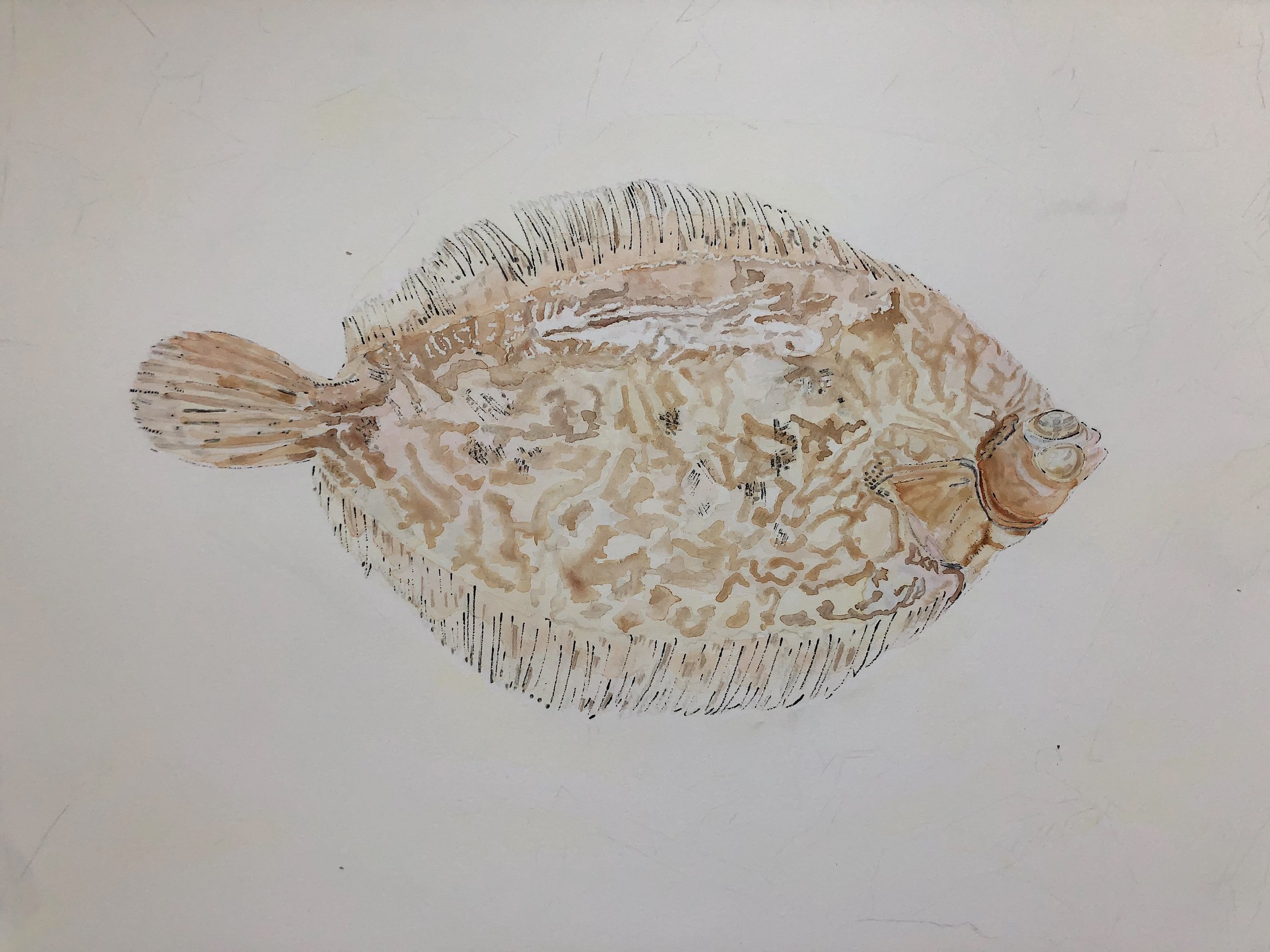 7-Lemon-Sole-Painting-Gone-Wrong-Lucy-Clayton-Art-Journal-Blog.jpeg