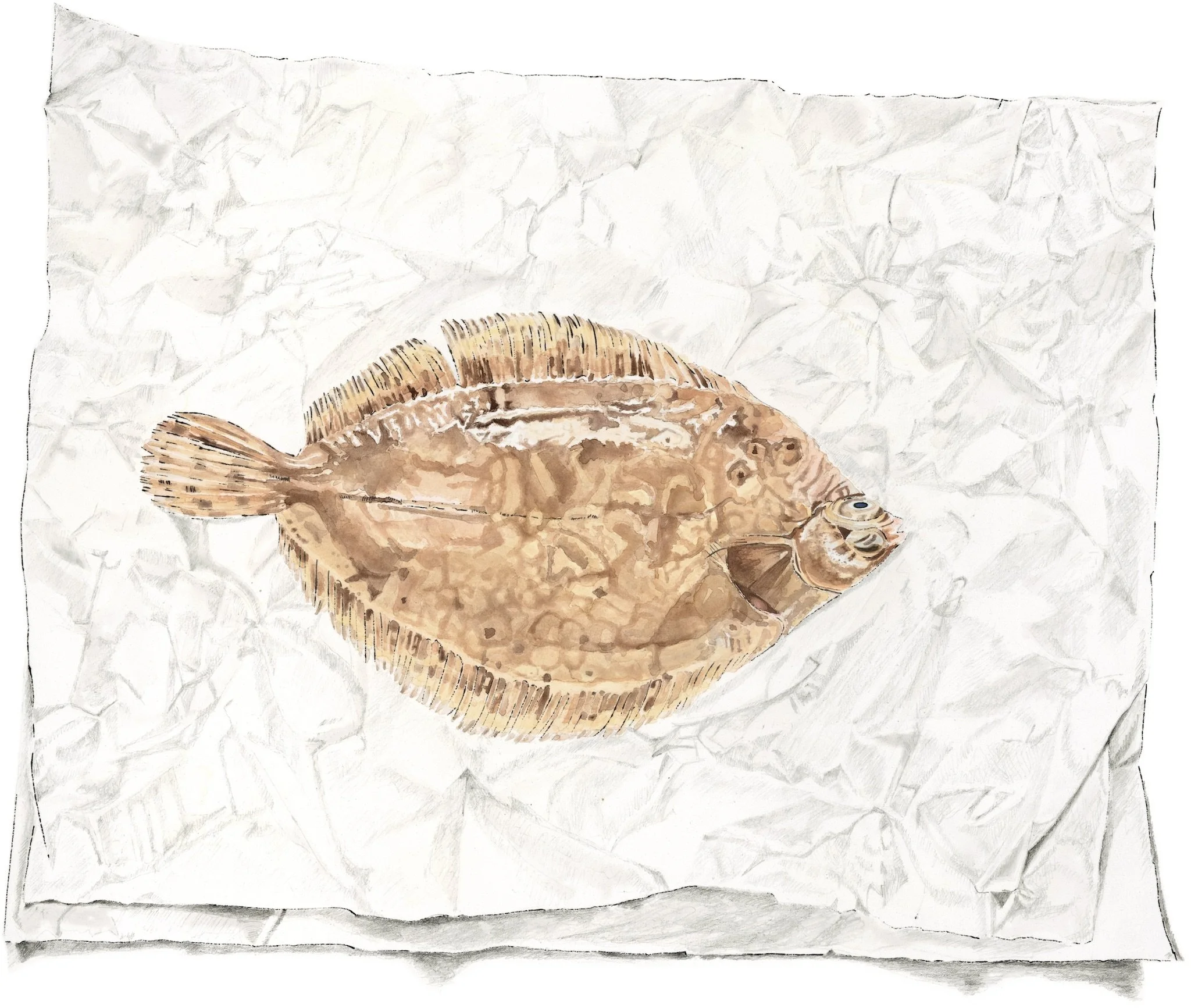 Lemon Sole, Lucky No.7