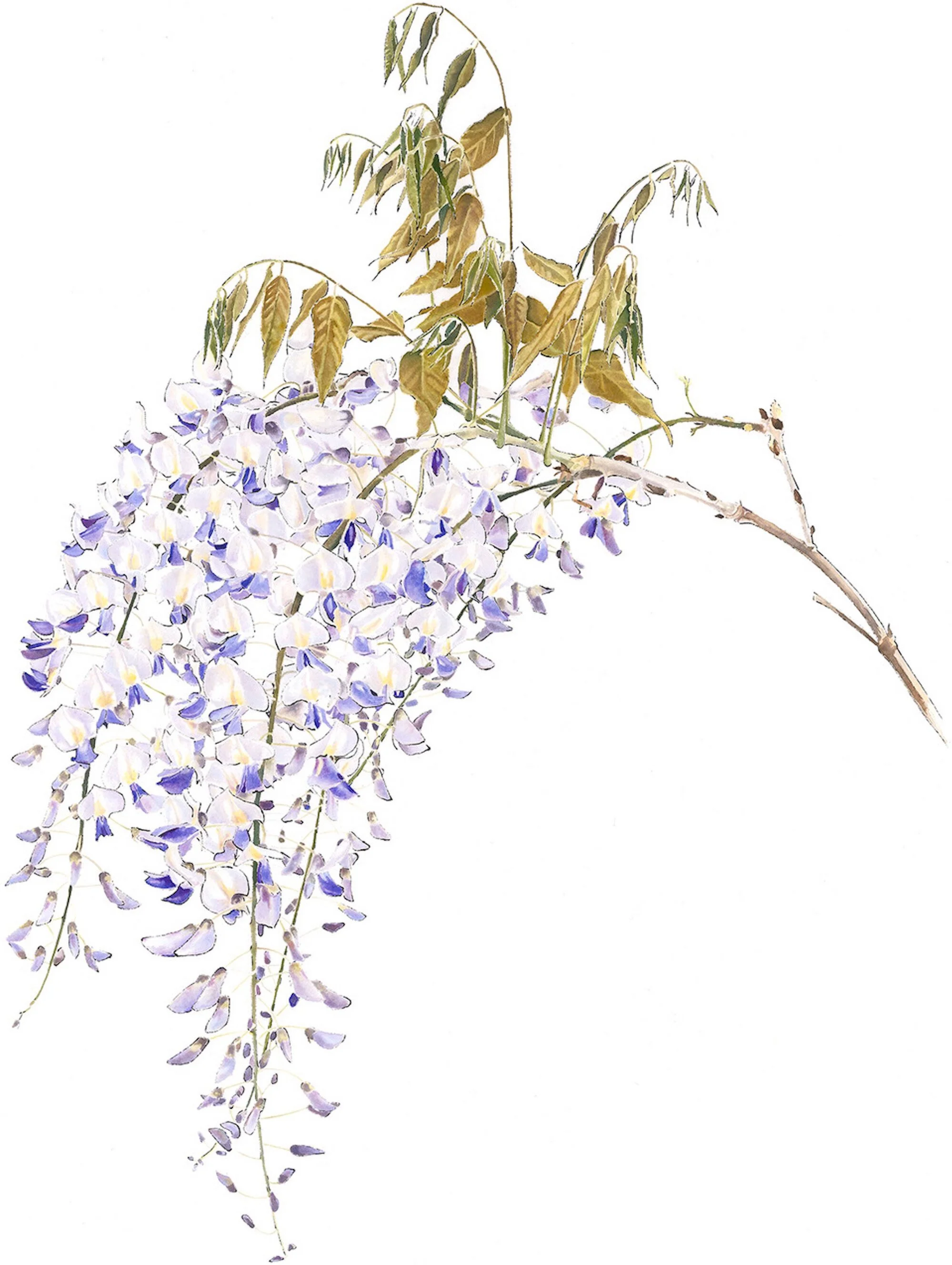 Wisteria