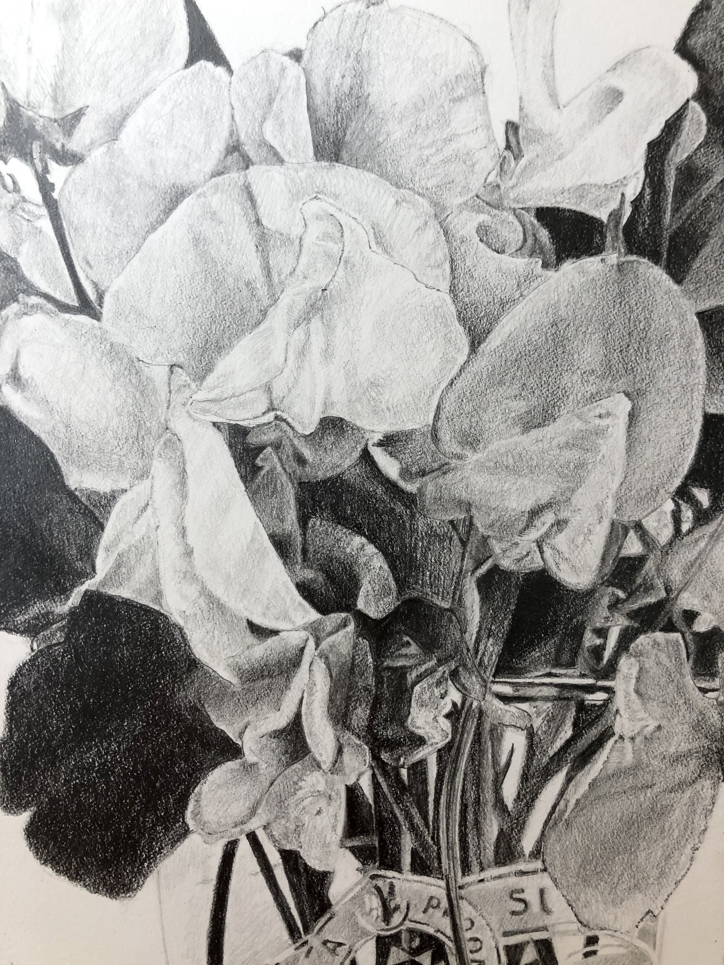 Sweet-Pea-Drawing-in-Progress-Lucy-Clayton-Art-Journal copy.jpg