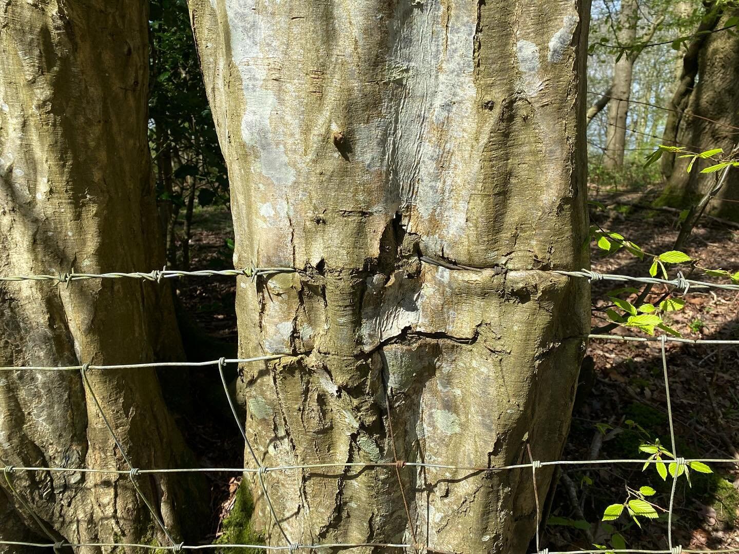 Lines, circles, sunshine and scenery that caught my eye on Sunday&rsquo;s walk near Burwash.
Interesting to see how the trees had adsorbed the wire into their bark - learnt that it&rsquo;s called edaphoecotropism and there are lots of weird and wonde