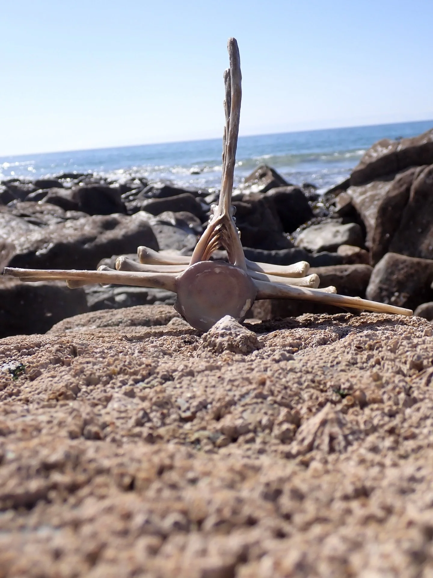 Back from a wonderful holiday in Cornwall where I got to spend some much needed time rock pooling at Porthmeor Beach and  Perranuthnoe - fabulous pools with an excellent cafe.
Came across my favourite strawberry anemones, spiny &amp; cushion starfish