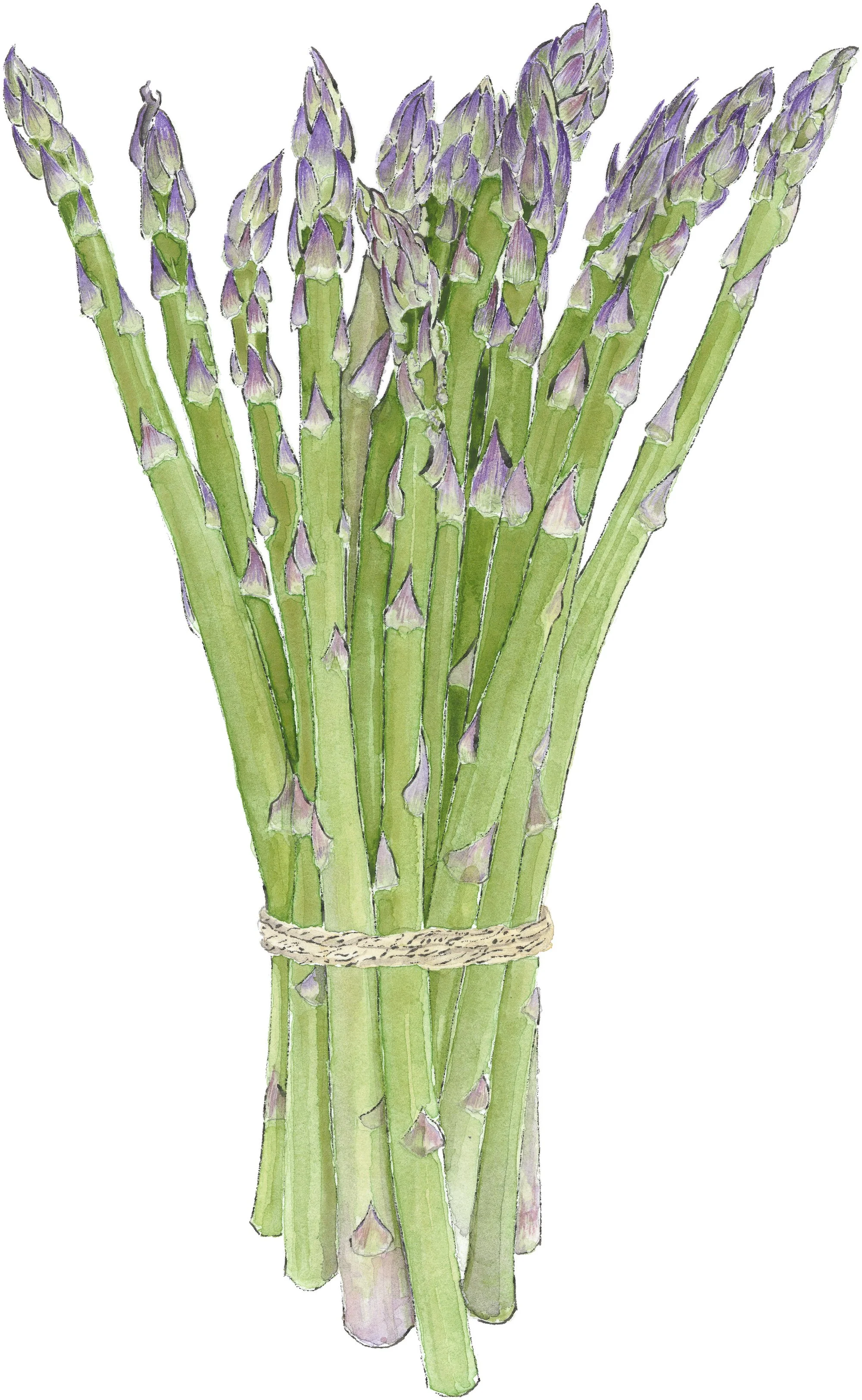 Meet-Art-People-Art-Fair-One-Warwick-Park-Hotel-Tunbridgewells-Asparagus--Lucy-Clayton-Watercolour-+-Blotted-Line-Painting-Spring-Vegetable-Art.JPG