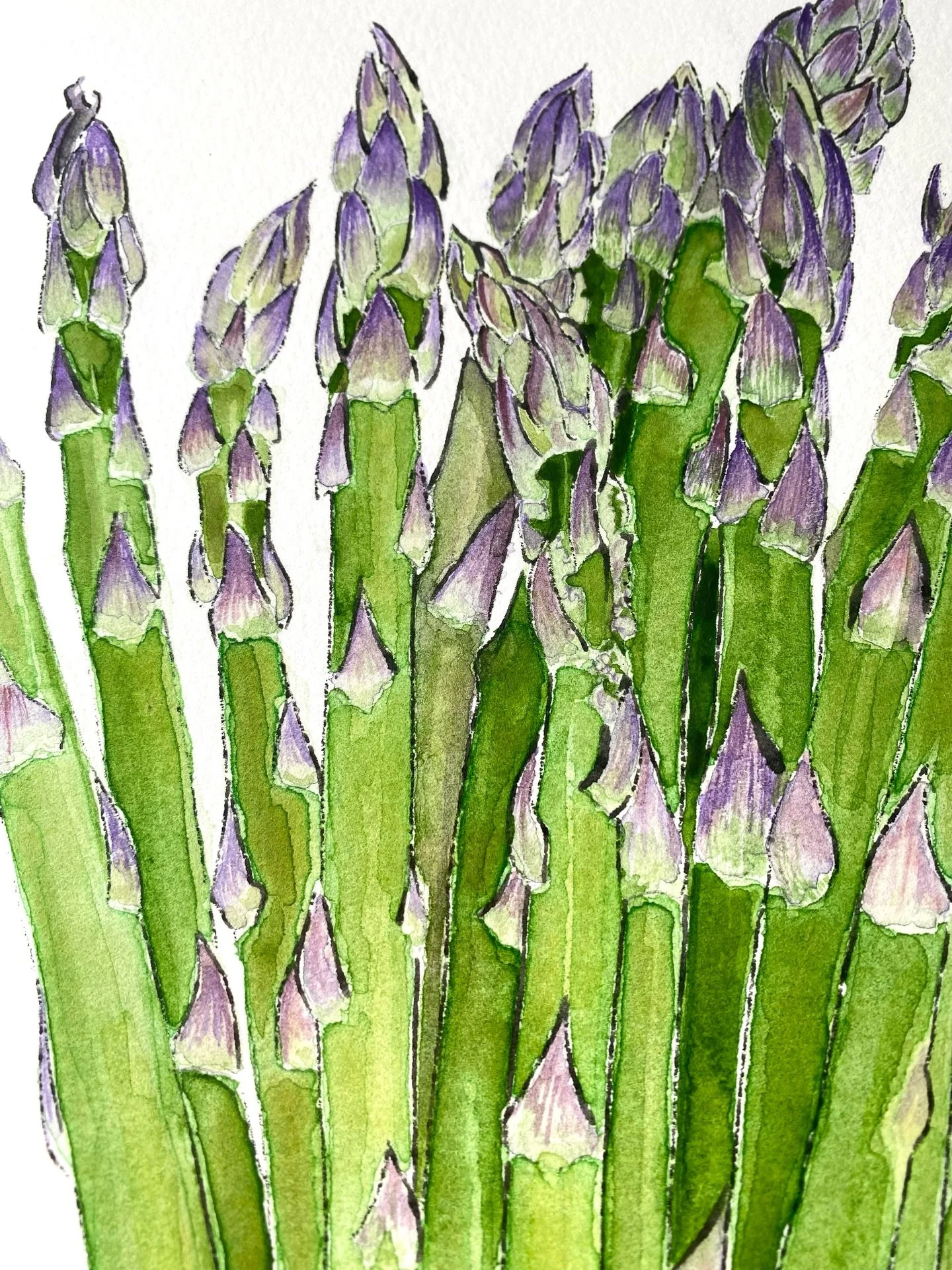 There is something very beautiful about the way the greens of asparagus gradually change to purple at the tips.
I also like the growth formation of little triangles and how they overlap.

This original watercolour and blotted line painting will be at