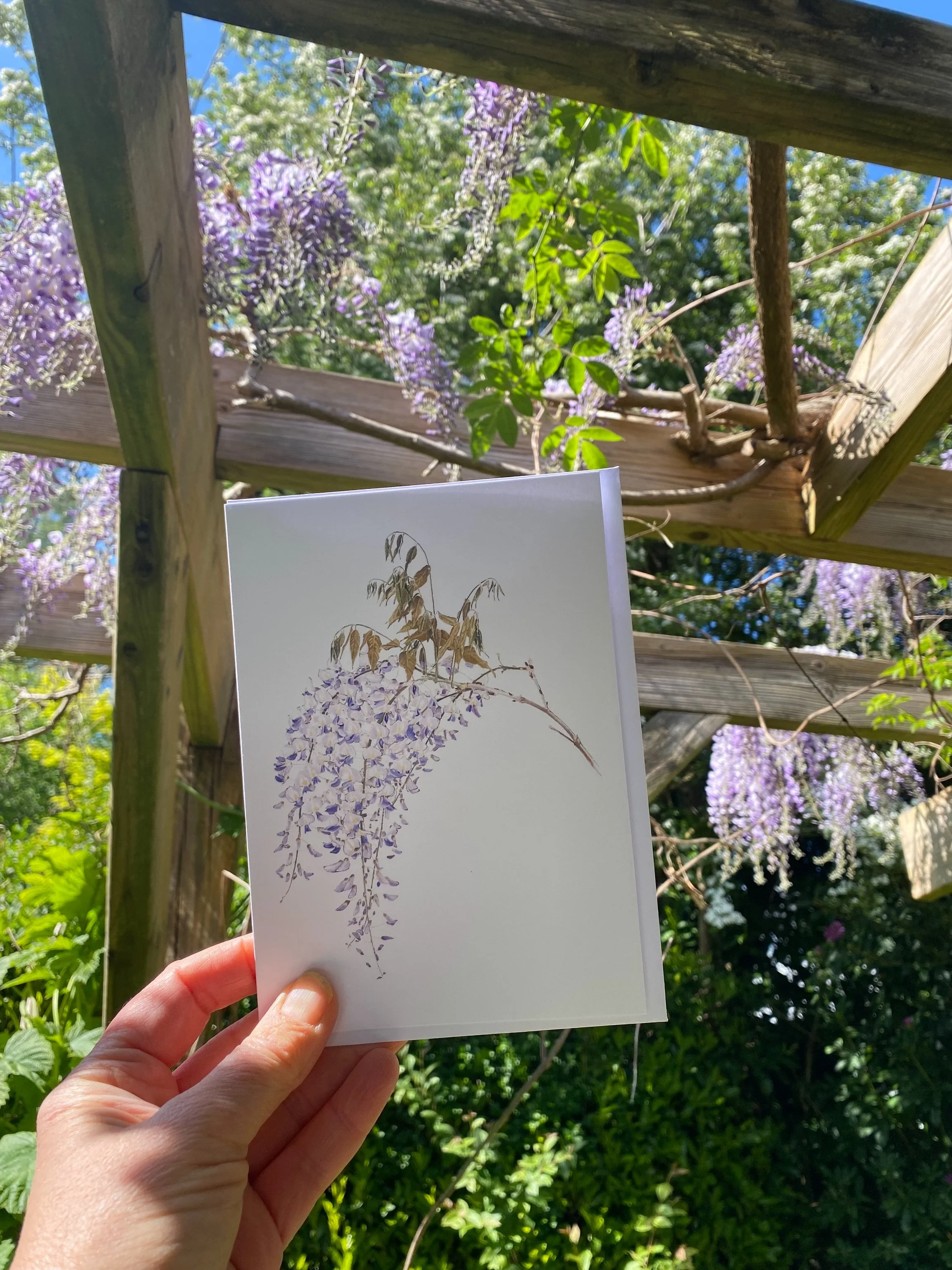 And it&rsquo;s out!
The back garden Wisteria is slowly blooming and the scent is divine 💜 

Cards and Giclee prints inspired by this beautiful flower are available in my @etsy shop - link in bio &amp; highlights.

#wisteriahysteria #wisteriaflowers 