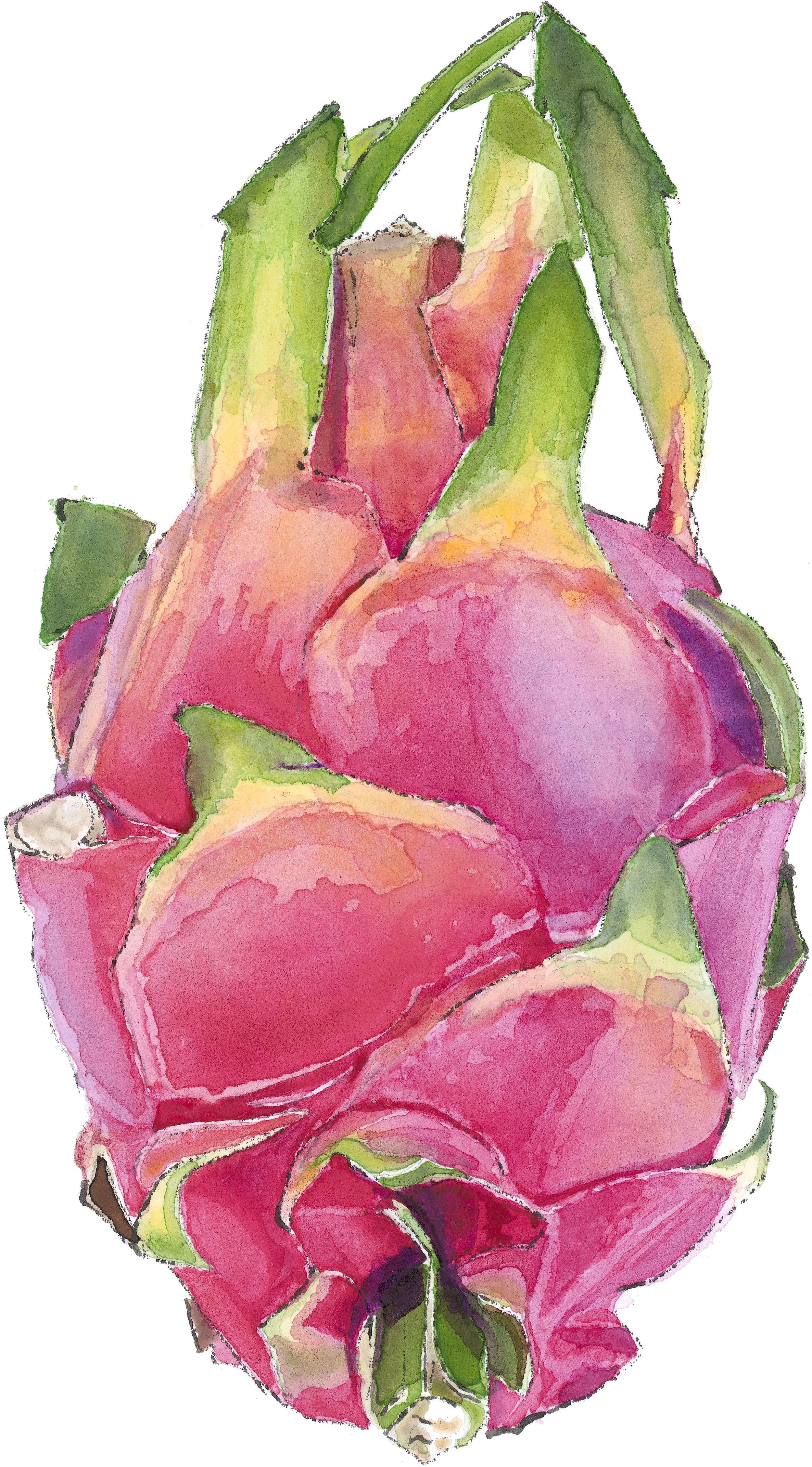 London-Art-Fair-Dragonfruit-Watercolour-+Ink-Lucy-Clayton-Urban-Art-Brixton-2026.jpeg