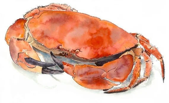 Urban-Art-Brixton-London-Art-Fair-Lucy-Clayton-Crab-Watercolour-+-Ink-Urban-Art-Brixton-2026.jpg