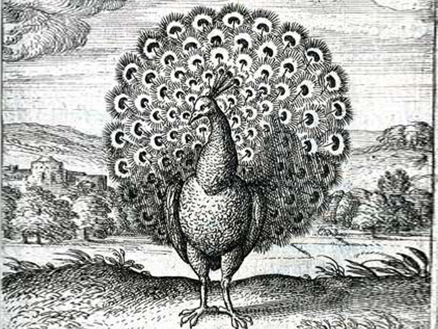 THISco-PEACOCK [wide].jpg
