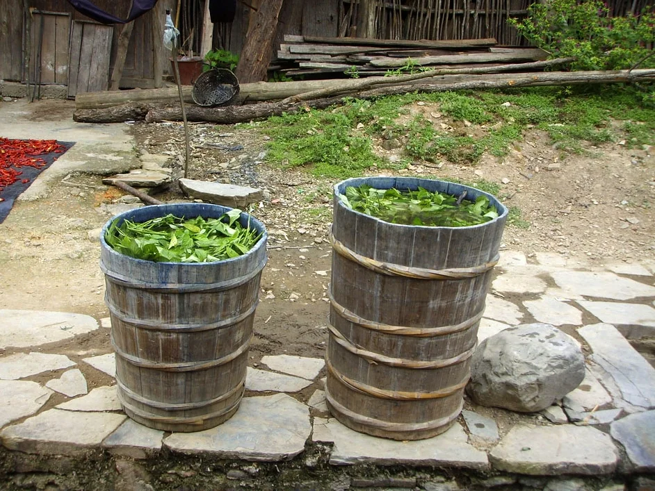 Indigo [Fermenting].jpg
