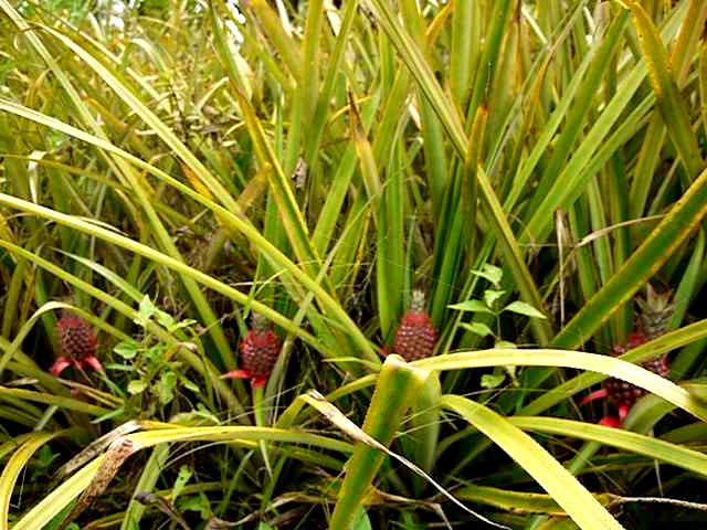 PinaPlant1.JPG