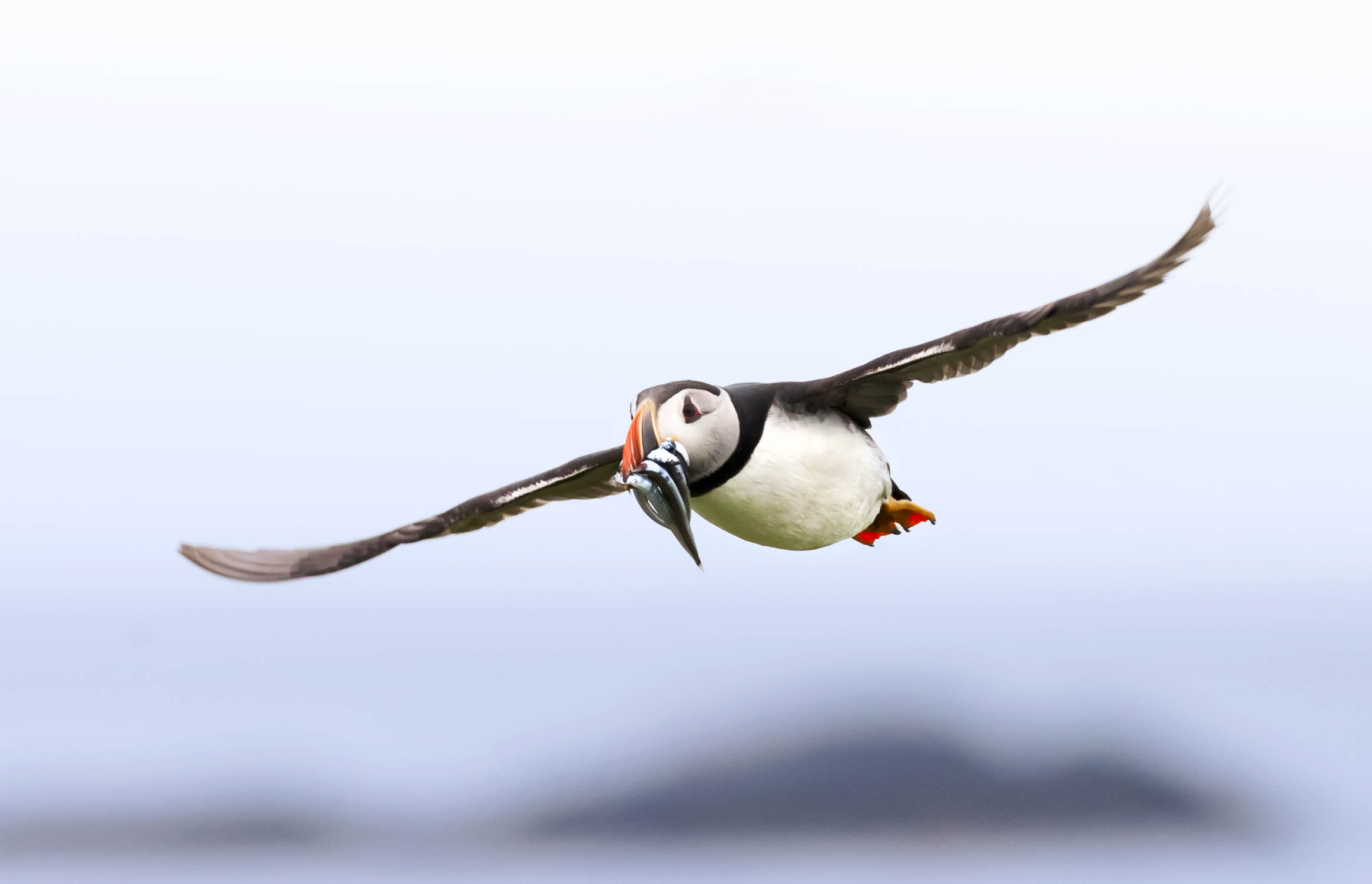 Puffin-In-Flight.jpg