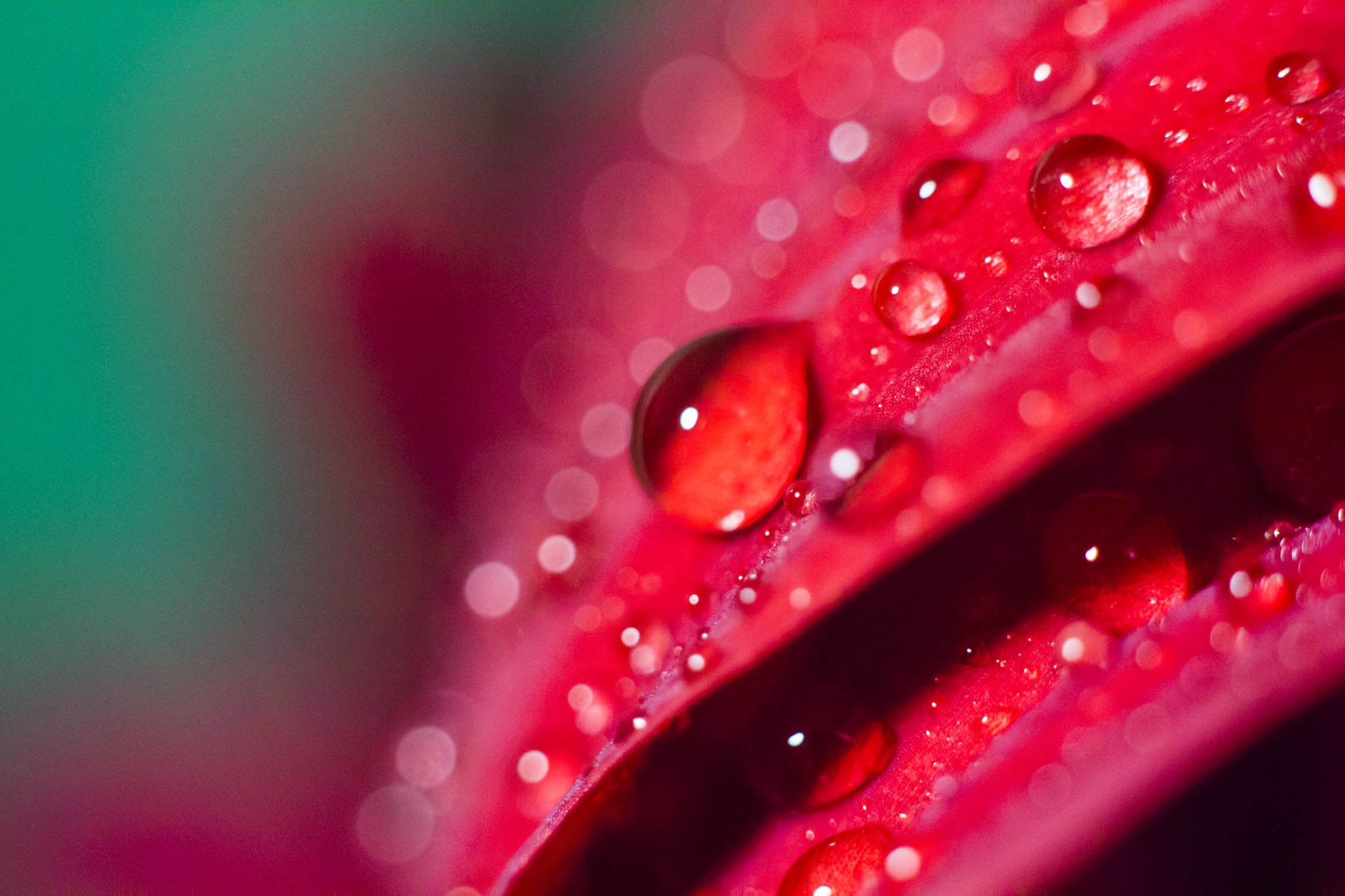 Macro-Part-1.jpg