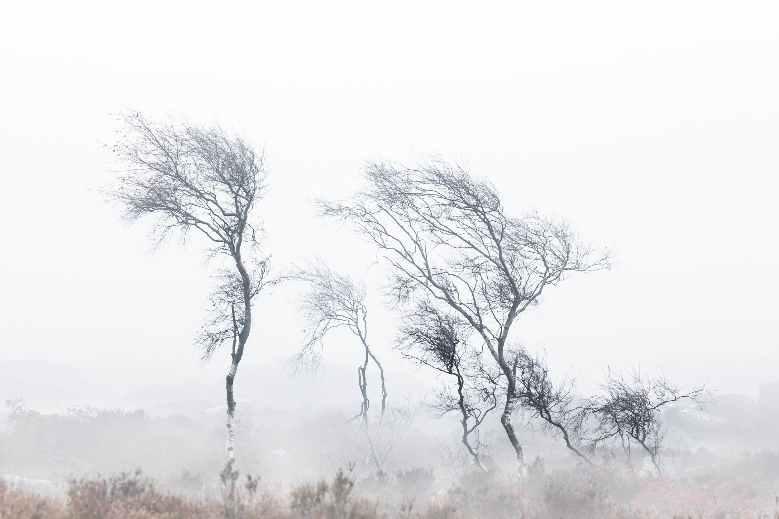 Magic in the Mist