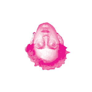 chuckhead_pinkonwhite-upsidedown.png