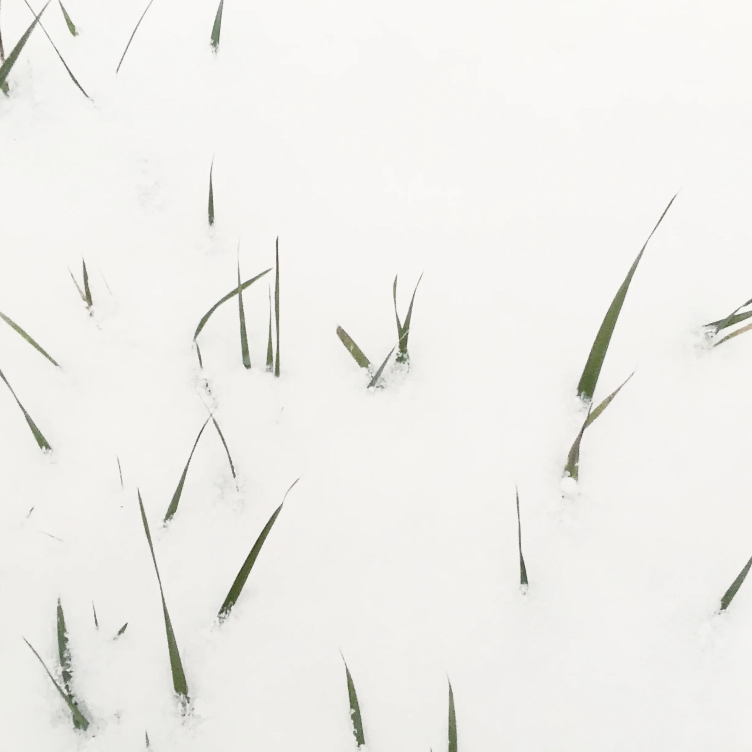 Erba e neve-Holl.jpg