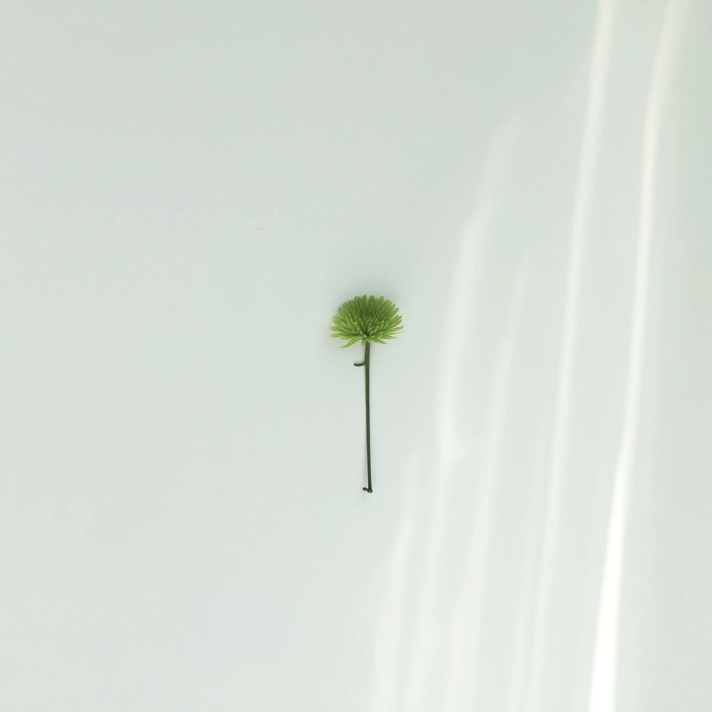 Green Flower w-shadows-Holl.jpg