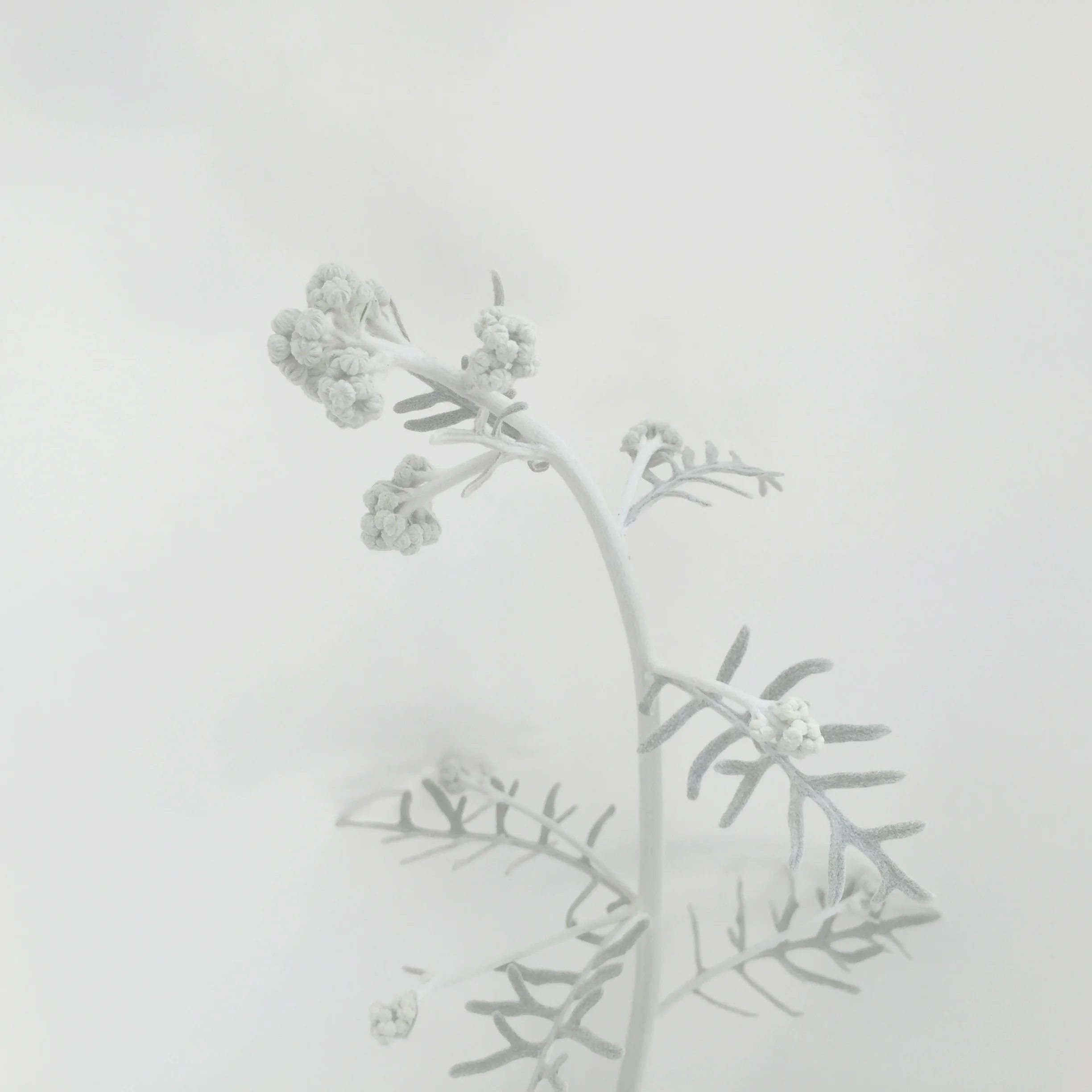 Grey plant 2-Holl.jpg