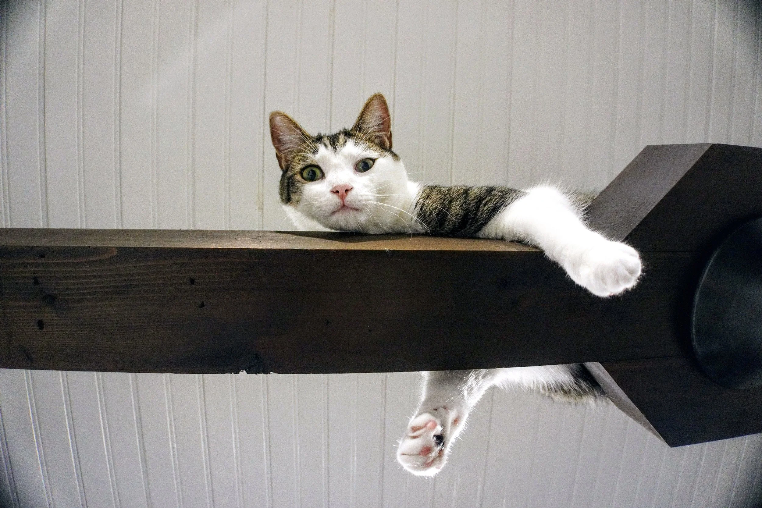 Pets in A New Tiny Space