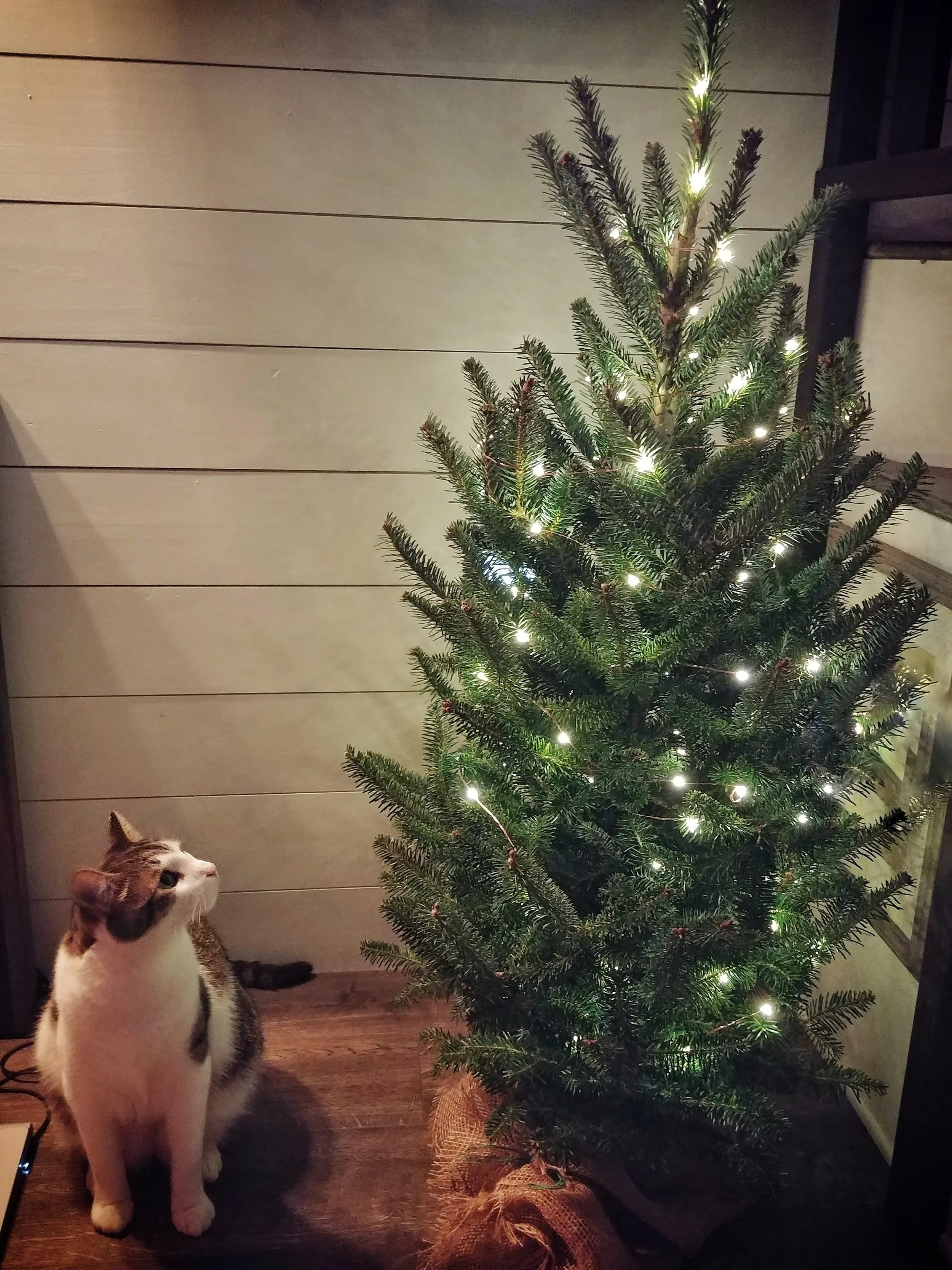 Tiny Christmas Decor