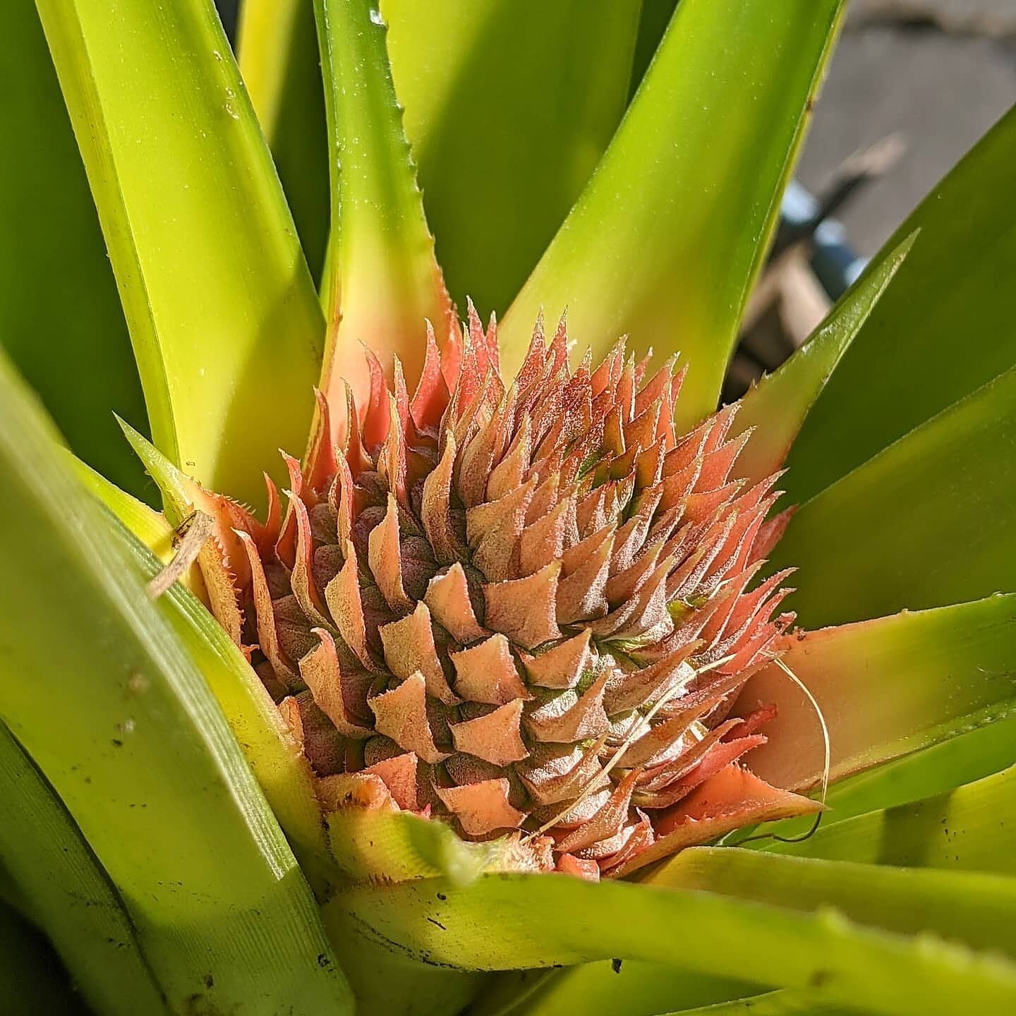 Pineapple coming in hot on @shellmateisland 🔥