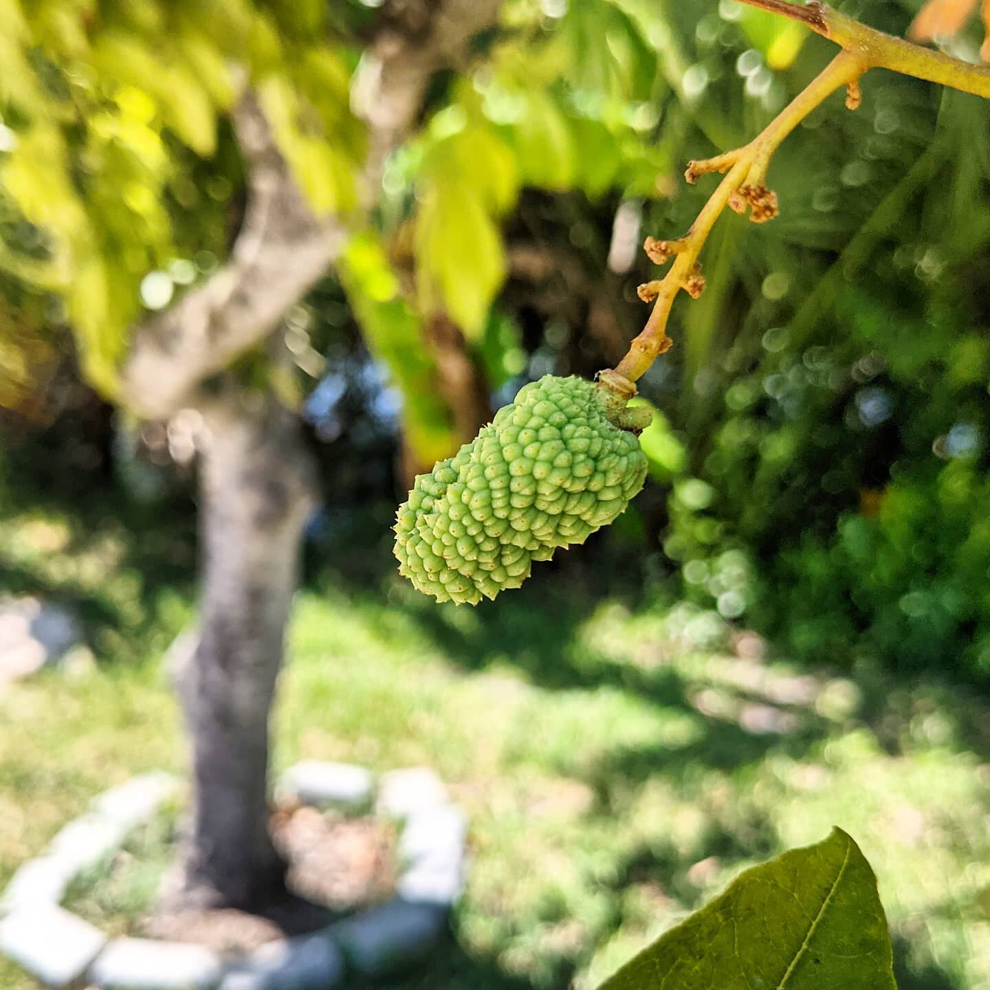 Baby lychee growing finally! This tree was dying when I first bought the island. Happy to see after some TLC for a while it's now fruiting! 😋