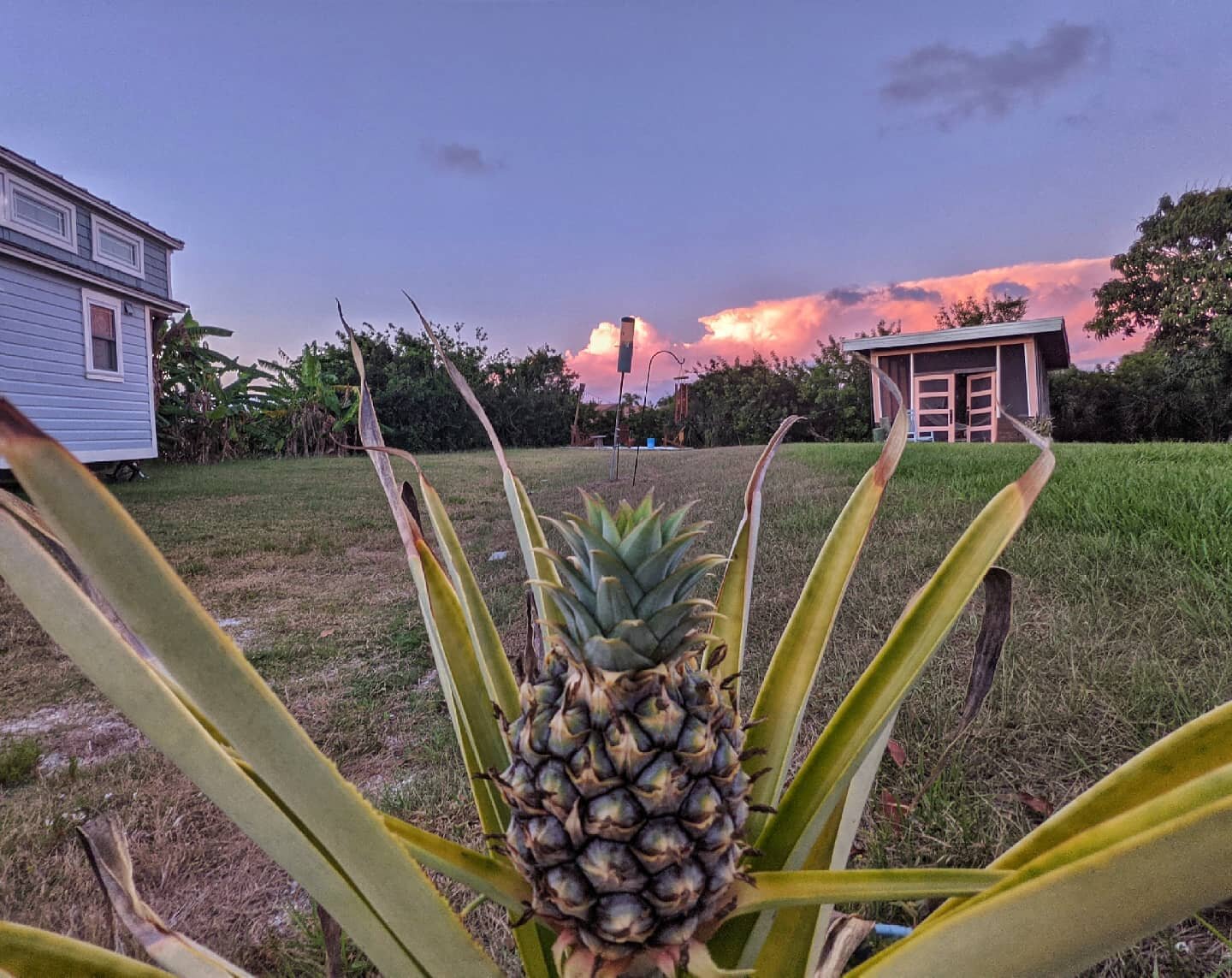 Tiny pineapple growing on the island! 🍍