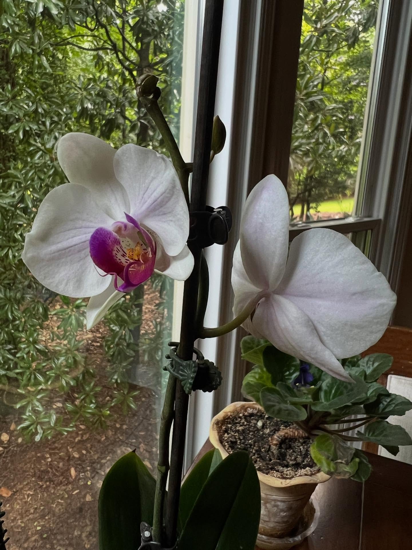 This orchid I have nursed and fed for 2 YEARS to final get it to bloom and it is so pretty. Nothing in life comes without hard work, including and especially your health and fitness. Like this orchid it took time, work, feeding it properly and sweati