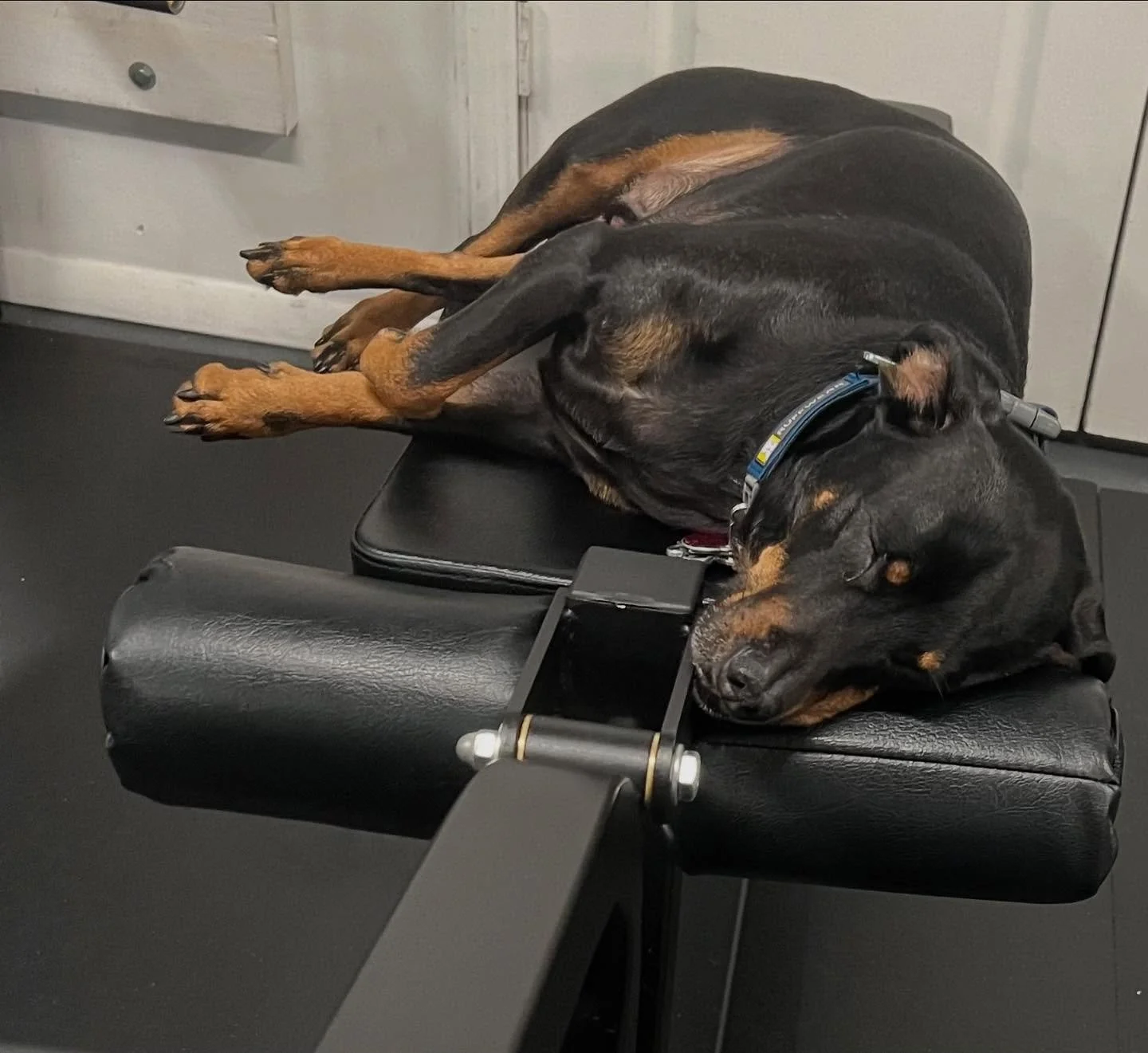 We consider sleep to be the secret weapon when it comes to a healthy lifestyle. It will, literally, improve everything in life. But this dog has gone nuclear with it. 💥 Although, when you’re at the gym it might be a better idea to do the worko