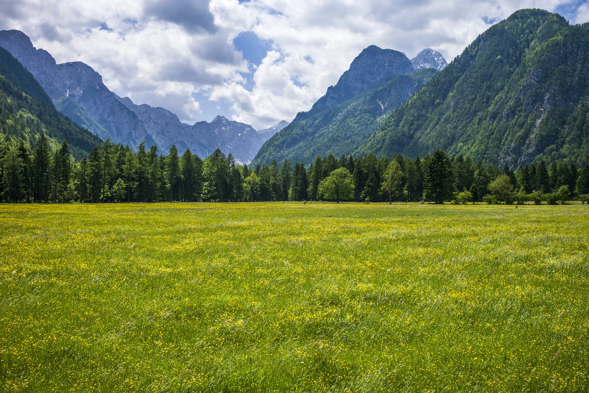 Field of Gold