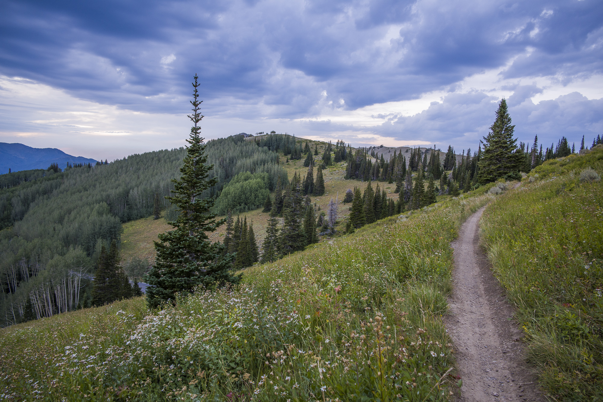 The Crest Trail