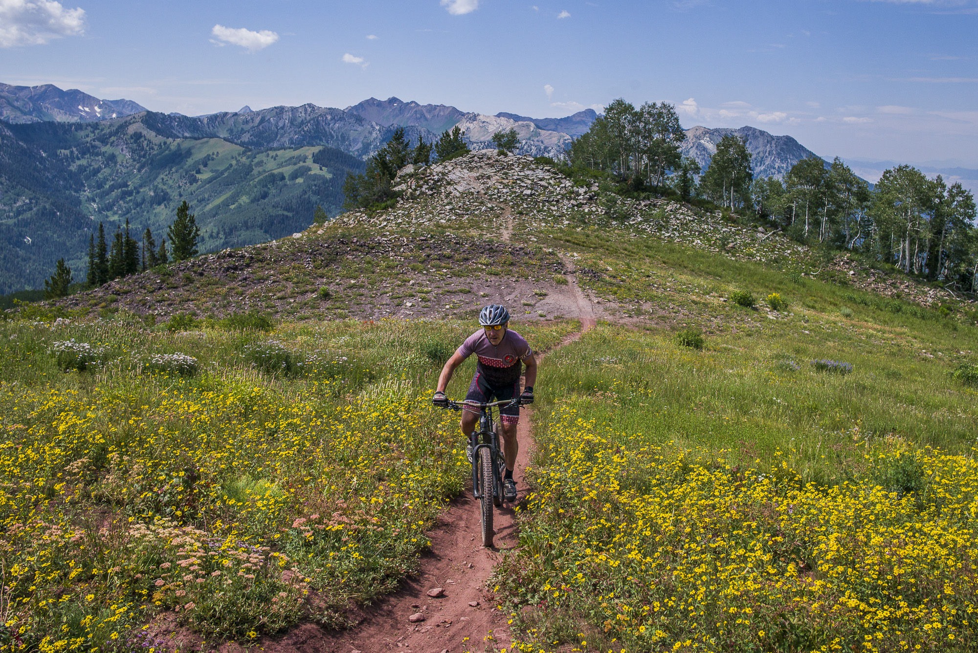 Wildflowers at 10,000 feet